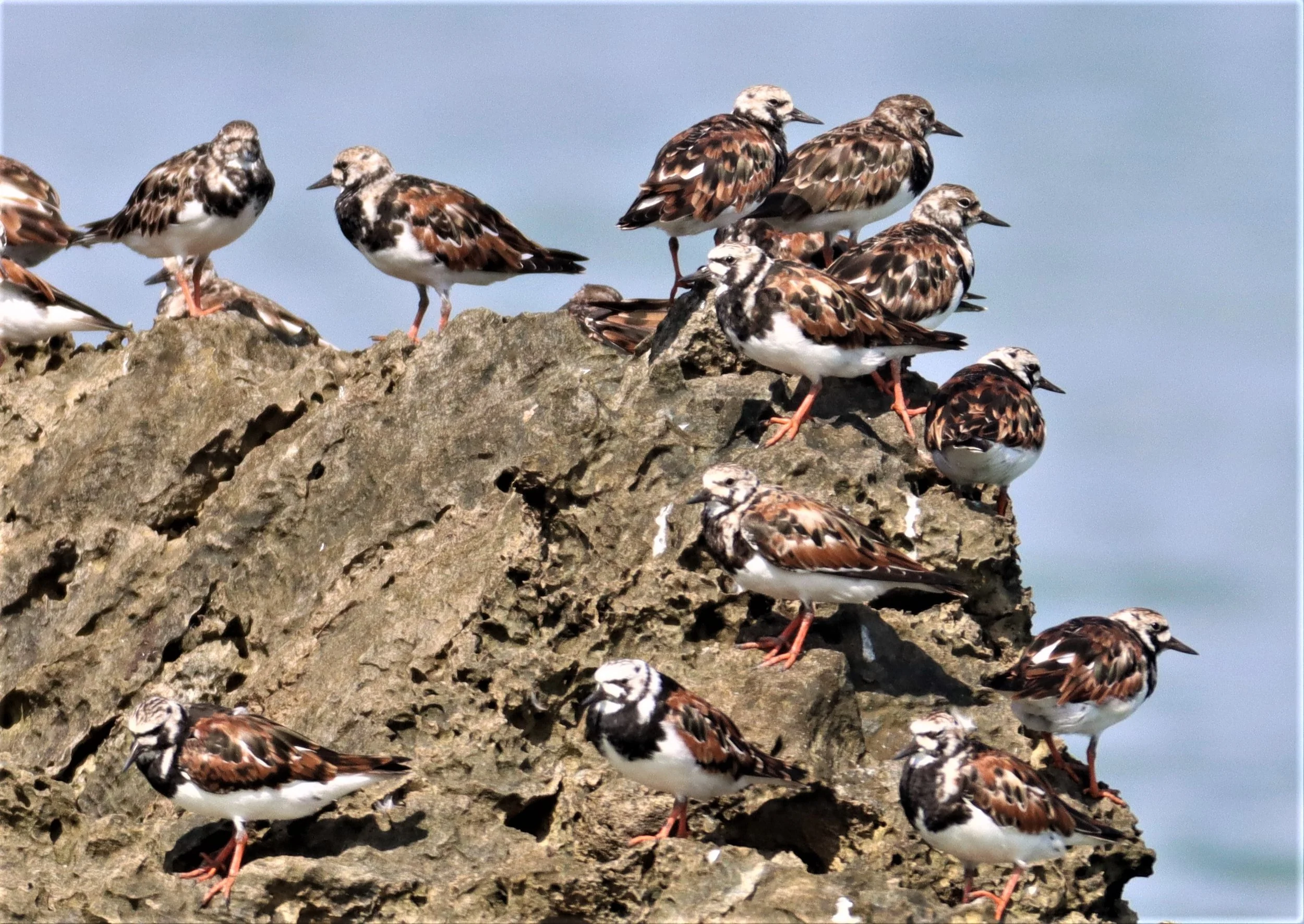 TURNSTONE - RUDDY TURNSTONE - Arenaria interpres - LAEM PAKARAM PHANG NGA (15).jpg