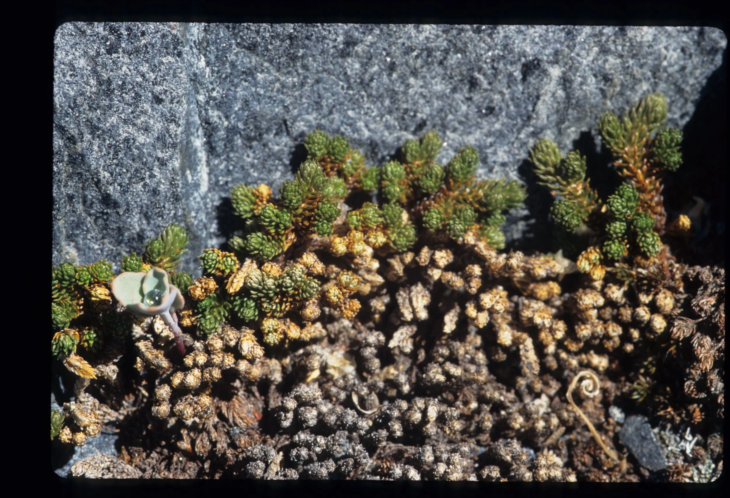 CALIFORNIA - SIERRA - PLANT SPECIES (12).jpg