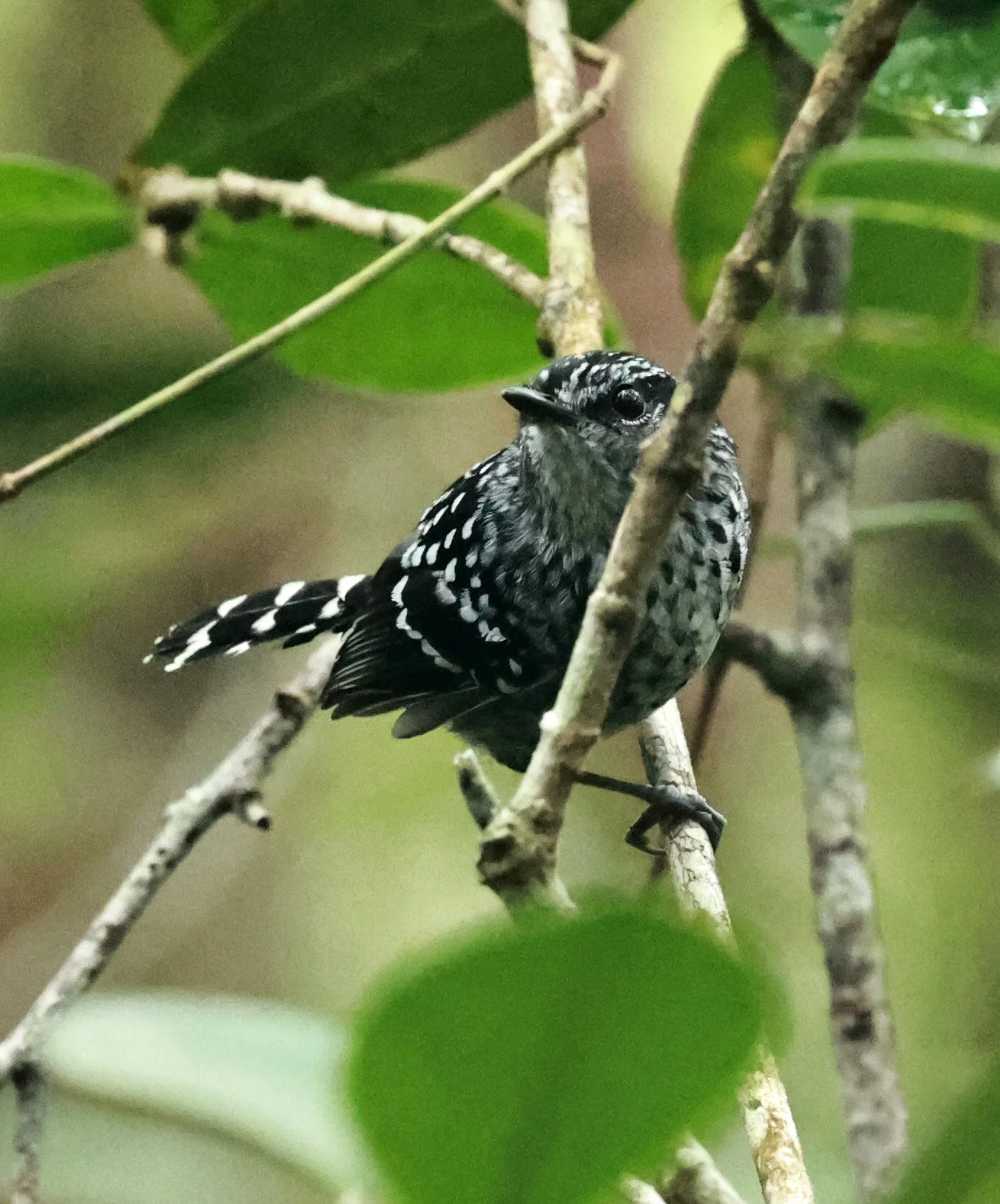 Scaled Antbird (Drymophila squamata) Superagui National Park, Brazil (1).jpg