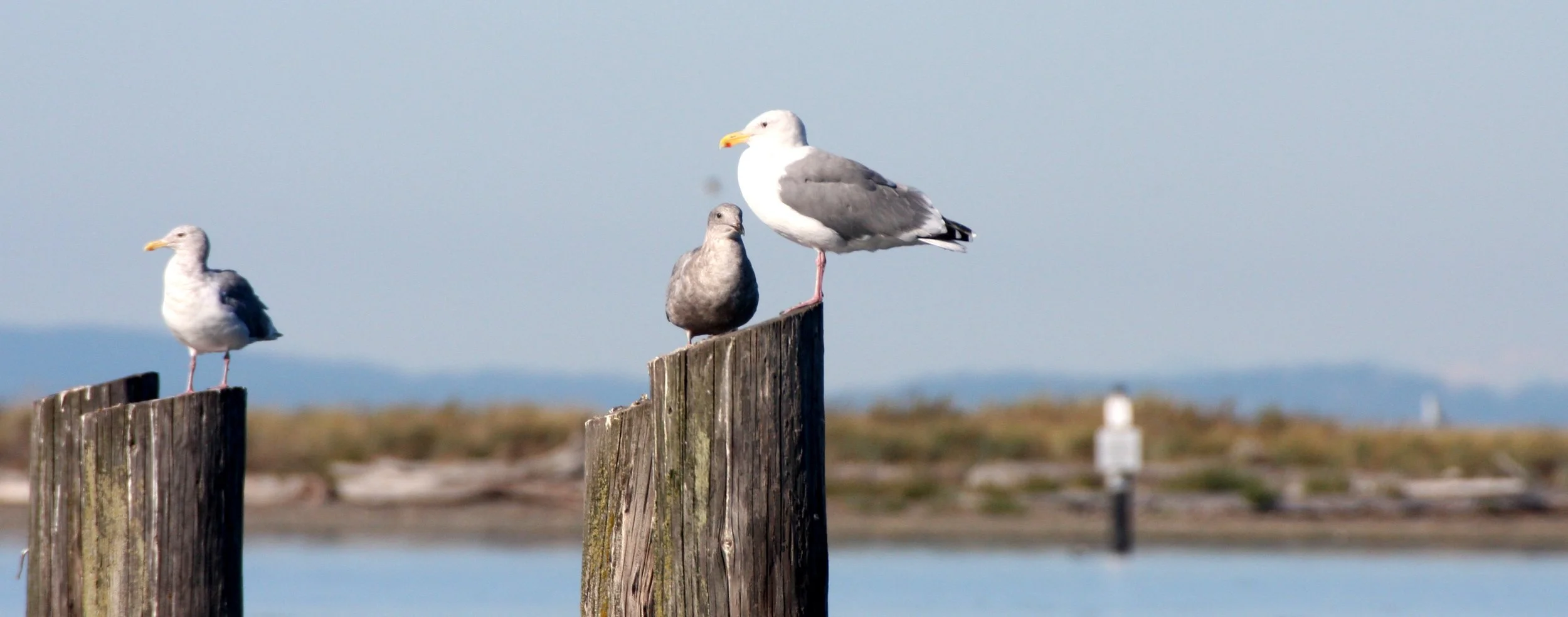 BIRD - GULL - WESTERN GULL - SEQUIM BAY (2).JPG