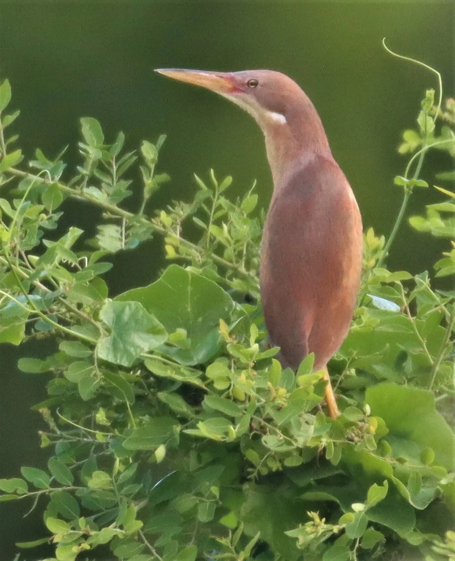 BITTERN - CINNAMON BITTERN (CHESTNUT BITTERN) - Ixobrychus cinnamomeus - PATHUM THANI RICE RESEARCH CENTER (64).jpg