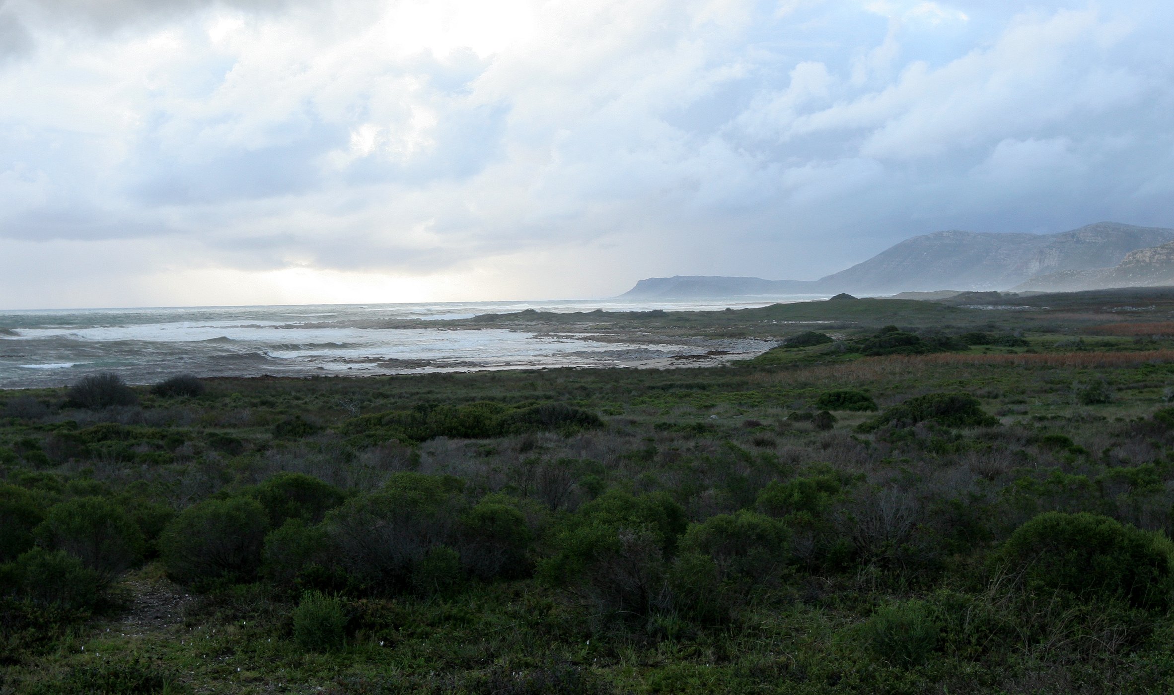 TABLE MOUNTAIN NATIONAL PARK - COASTAL FYNBO PLANT COMMUNITY (20).JPG