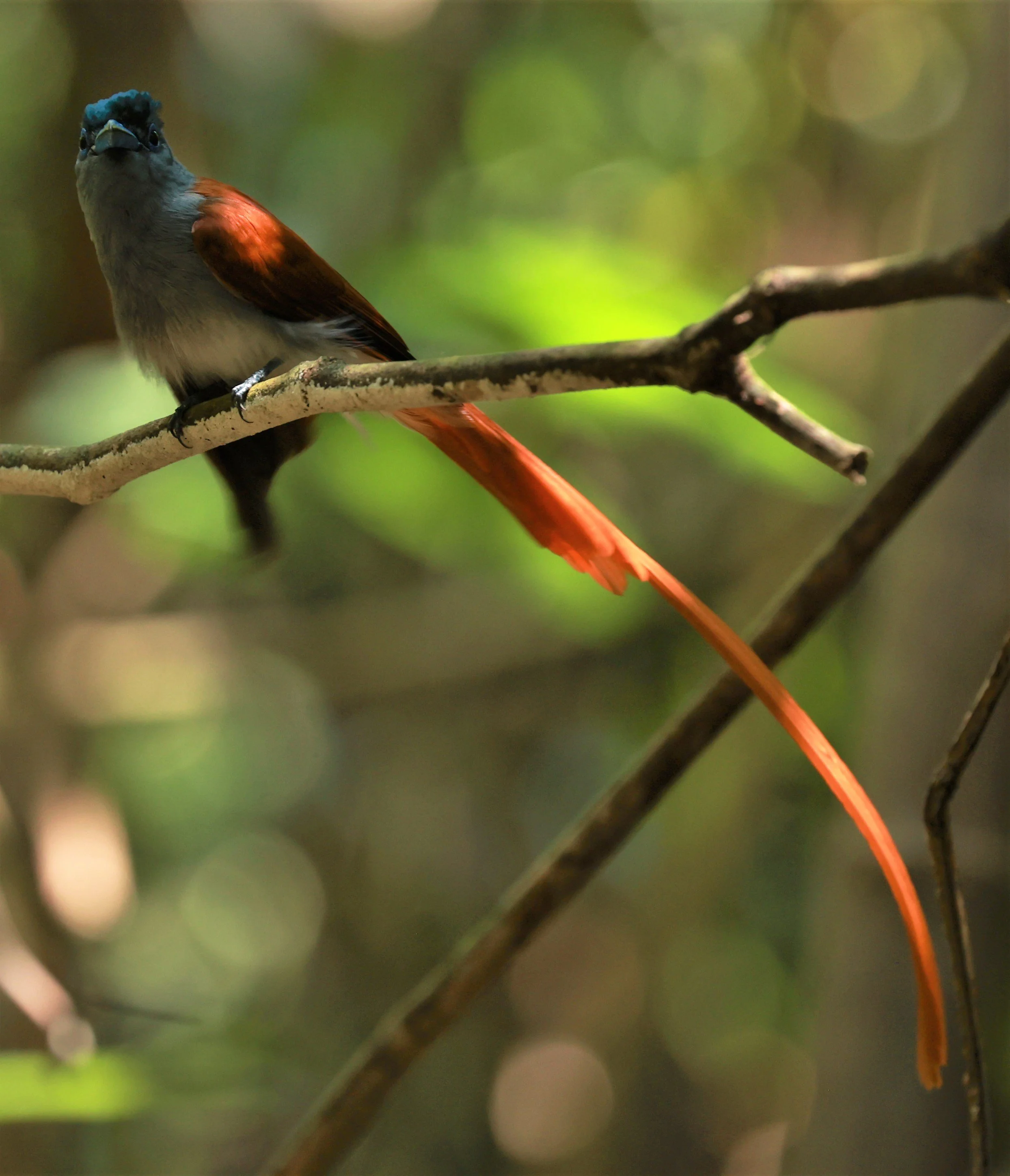 PARADISE-FLYCATCHER - BLYTH'S PARADISE-FLYCATCHER - Terpsiphone affinis - KRUNG CHING, KHAO LUANG NATIONAL PARK, THAILAND APRIL 2023 (42).jpg