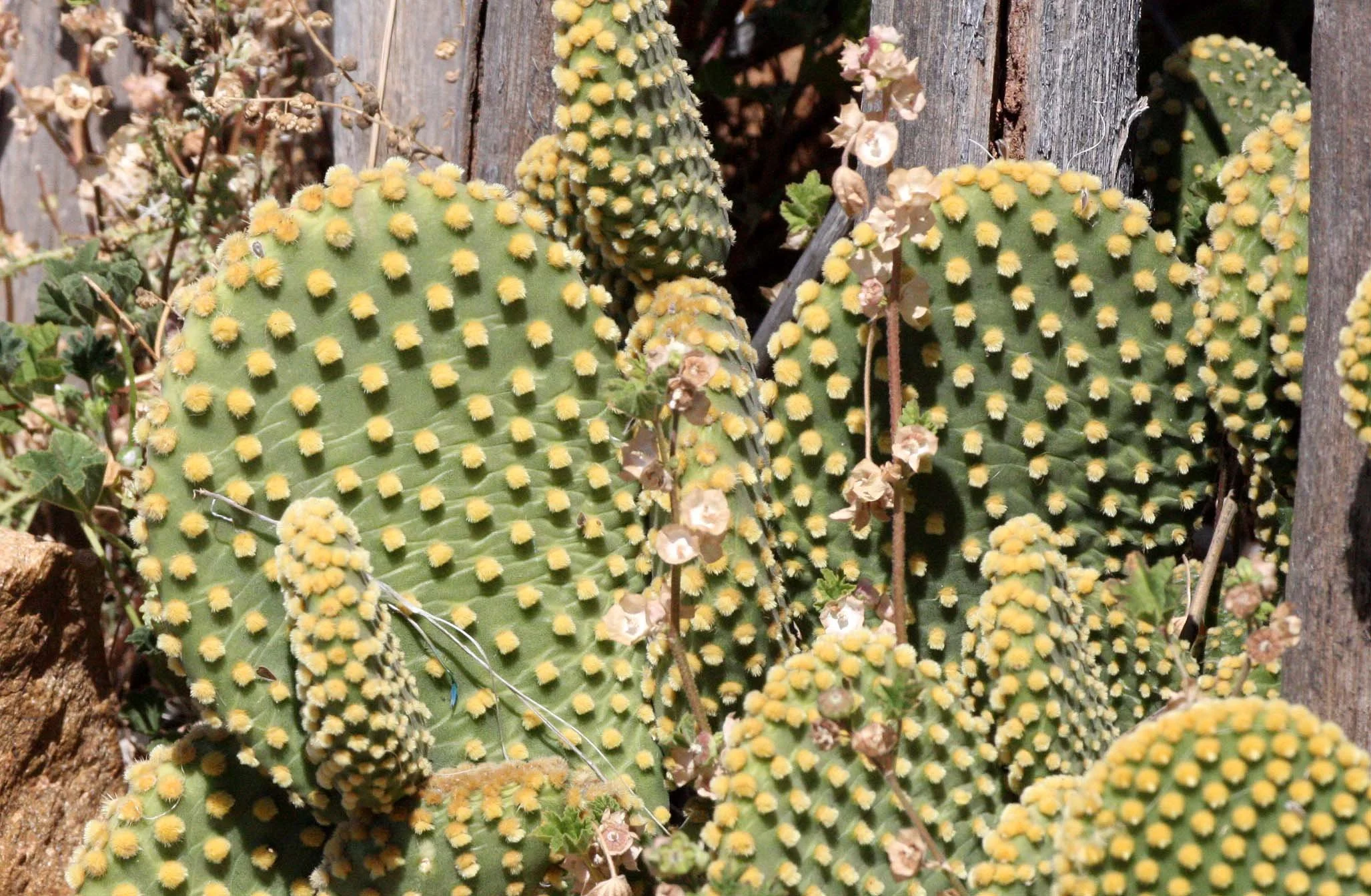 CACTACEAE - OPUNTIA BASILARIS SUBSPECIES - CATAVINA DESERT BAJA MEXICO.JPG