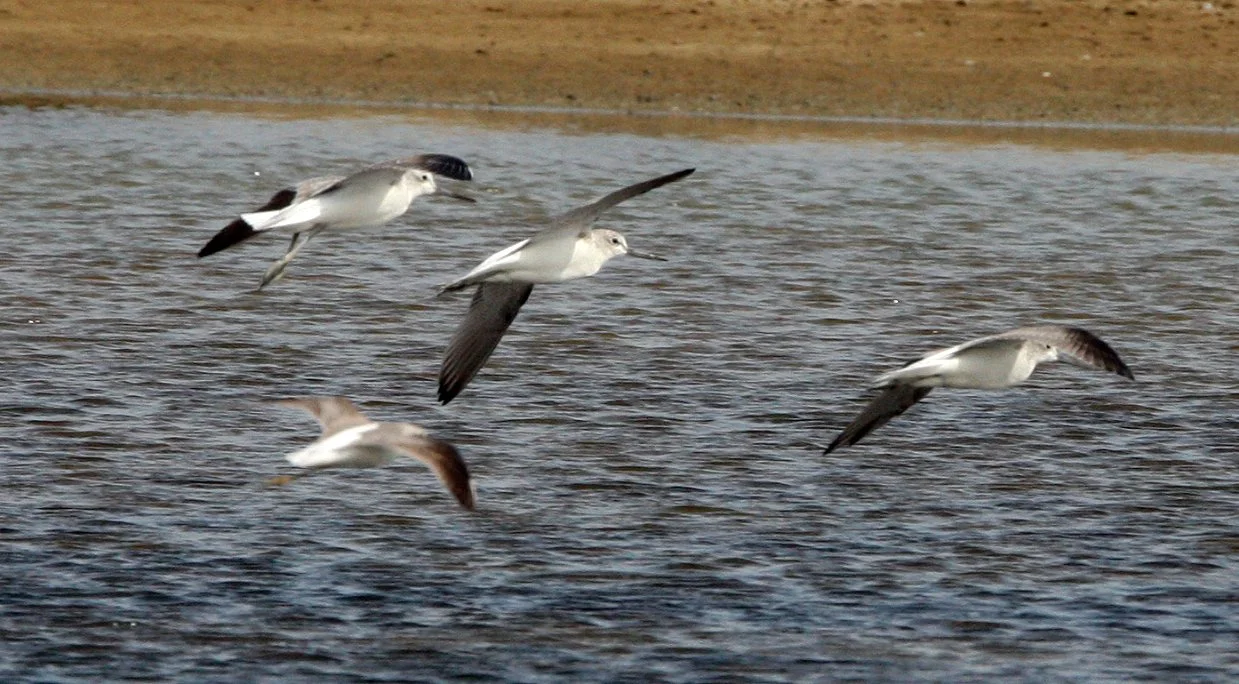 GREENSHANK - COMMON GREENSHANK - Tringa nebularia - PETCHABURI PROVINCE, PAK THALE (11).JPG