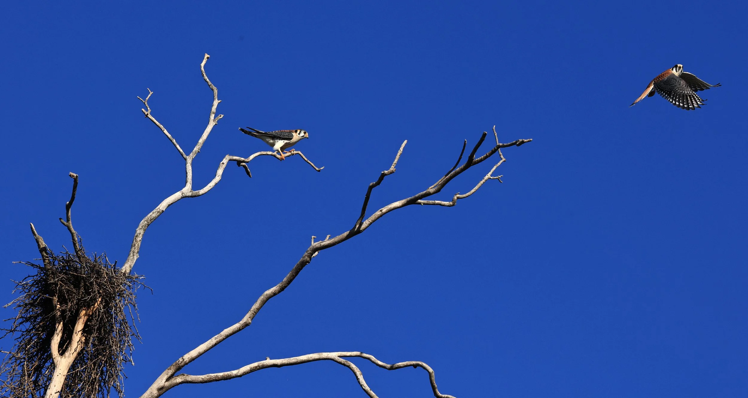 American Kestrel (Falco sparverius) Fortin Toledo Paraguay (15).jpg