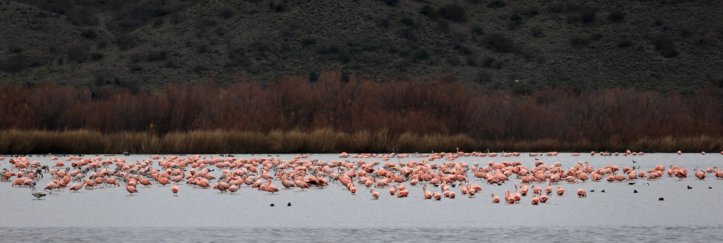 Chilean Flamingo (Phoenicopterus chilensis) Lagunas del Ornitólogo, Trelew Argentina (71).jpg