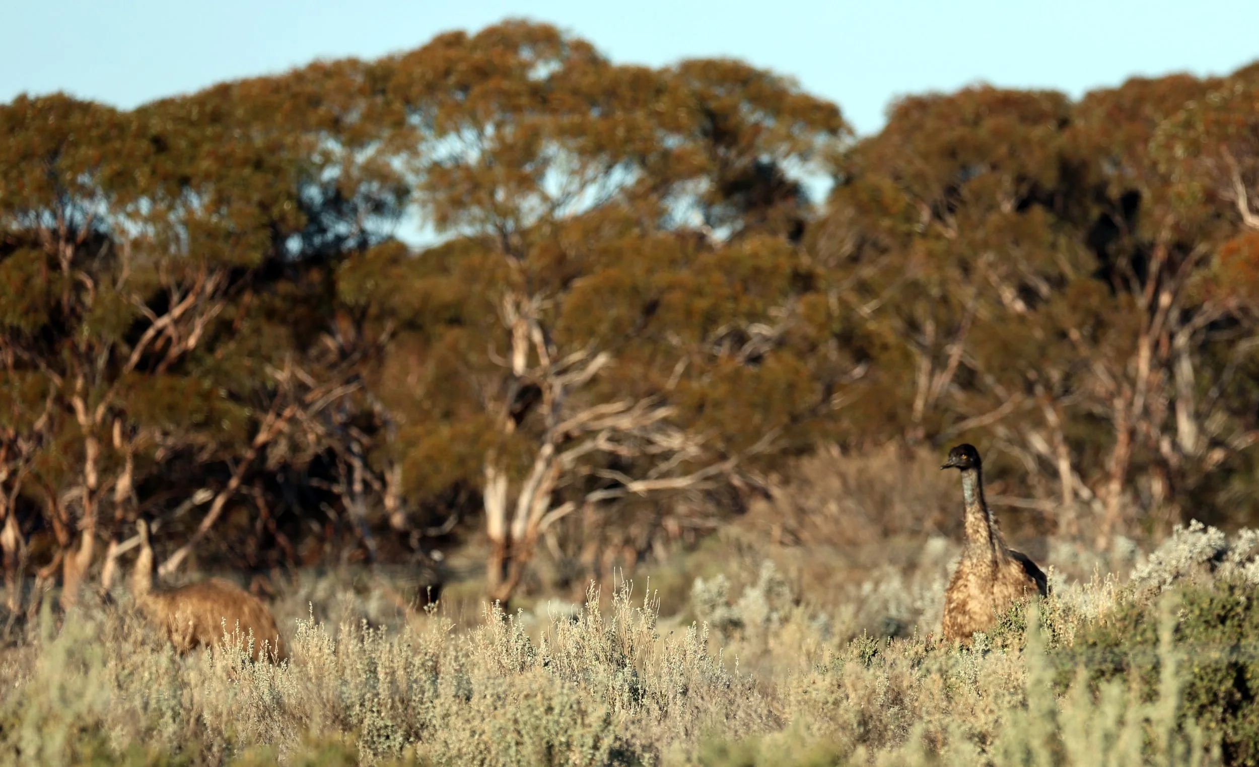Emu (Dromaius novaehollandiae) Goyder Highway toward Warren Gorge - South Australia (4).jpg
