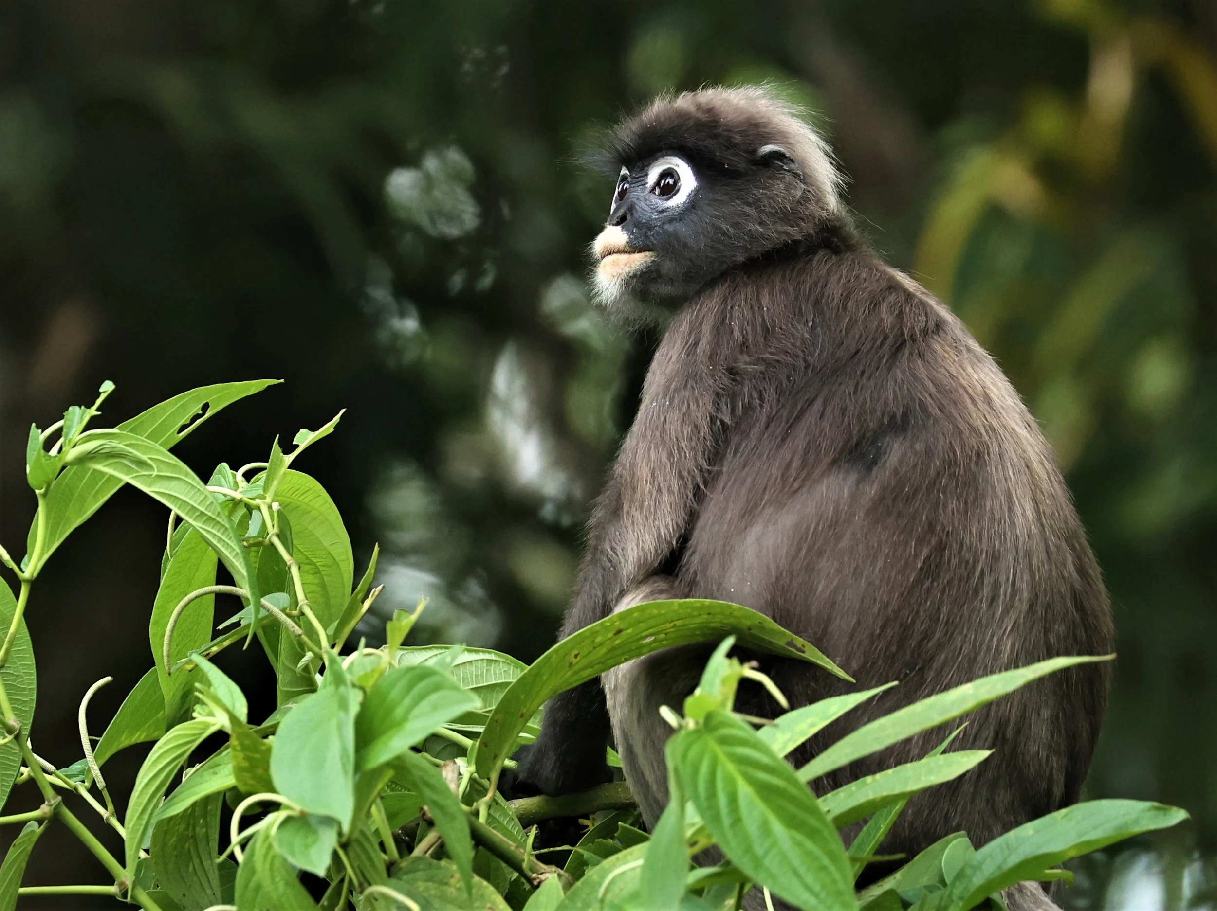 Trachypithecus I Trachypithecus obscurus Dusky Langur — Coke Smith Wildlife