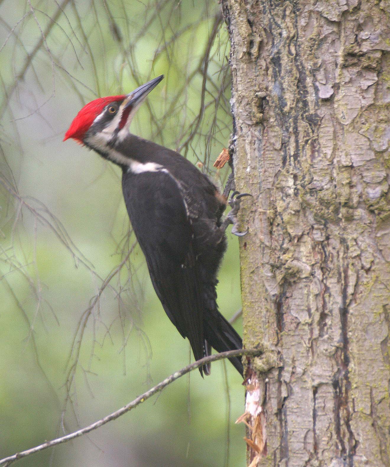 BIRD - WOODPECKER - PILEATED WOODPECKER - GASMAN (13).jpg