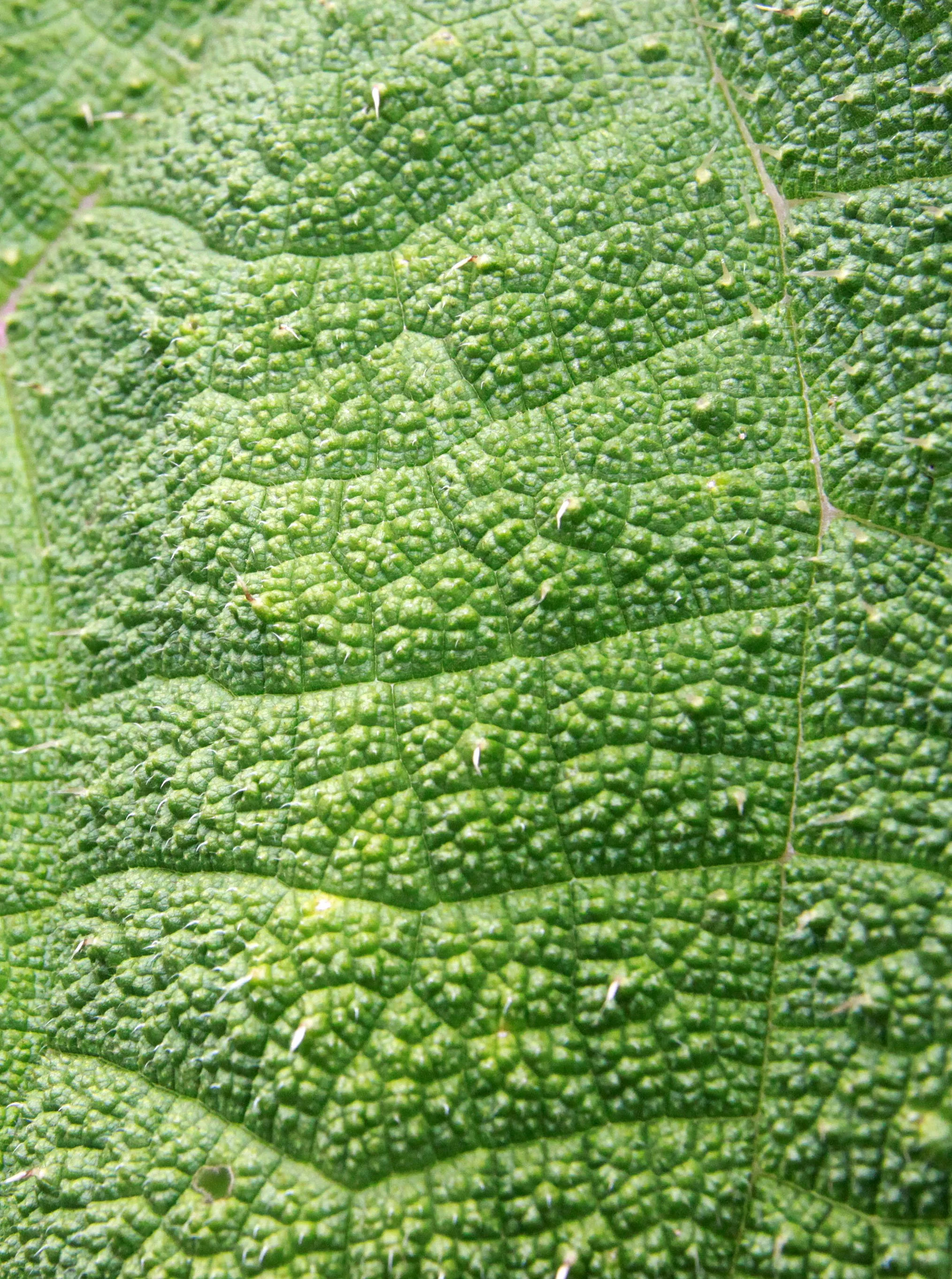 PARC DU VULCANS RWANDA (392).JPG