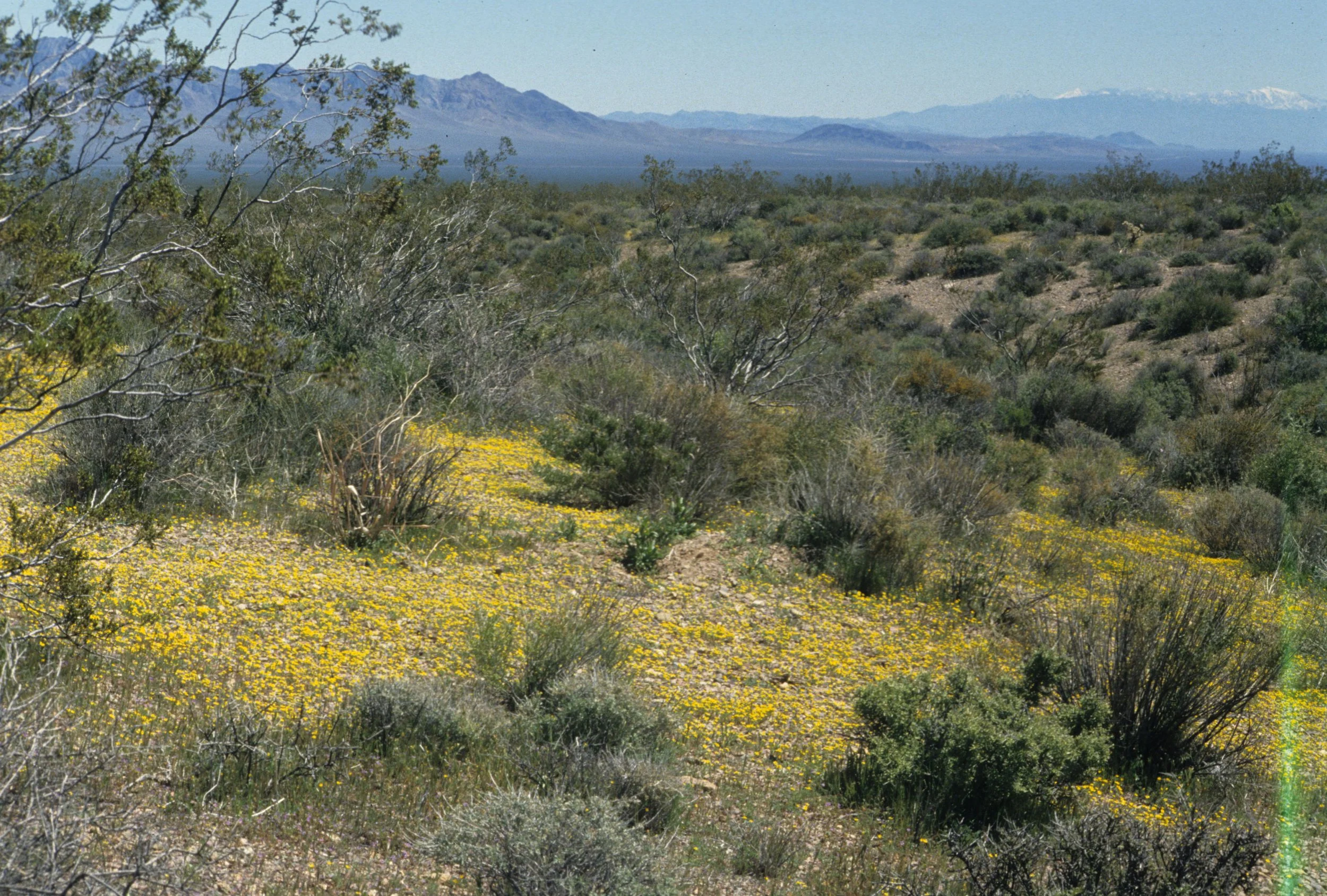 DEATH VALLEY - LARREA DIVARICATA - CREOSOTE COMMUNITY.jpg