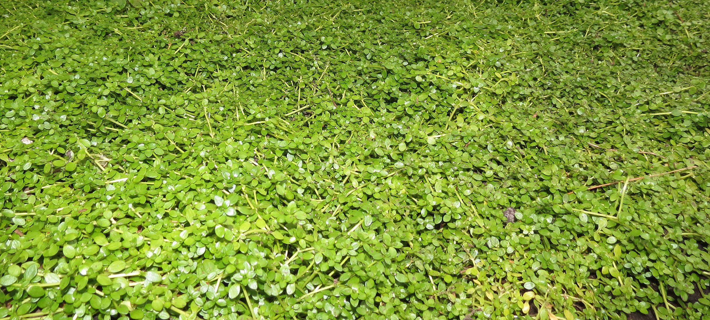 RWENZORI NATIONAL PARK UGANDA (157).JPG