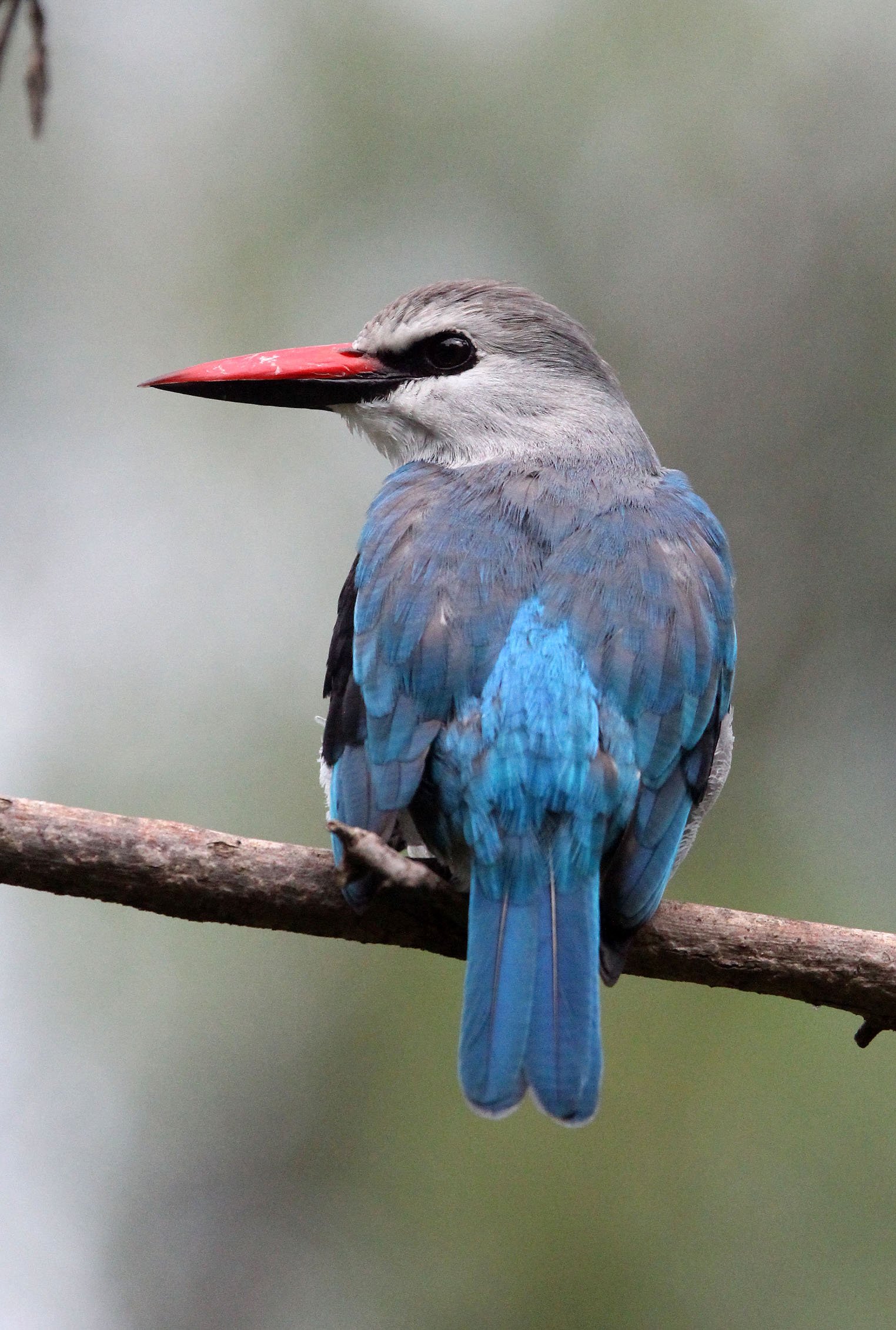 Halcyon senegalensis - WOODLAND KINGFISHER - ZIWAY LAKE ETHIOPIA (11).JPG