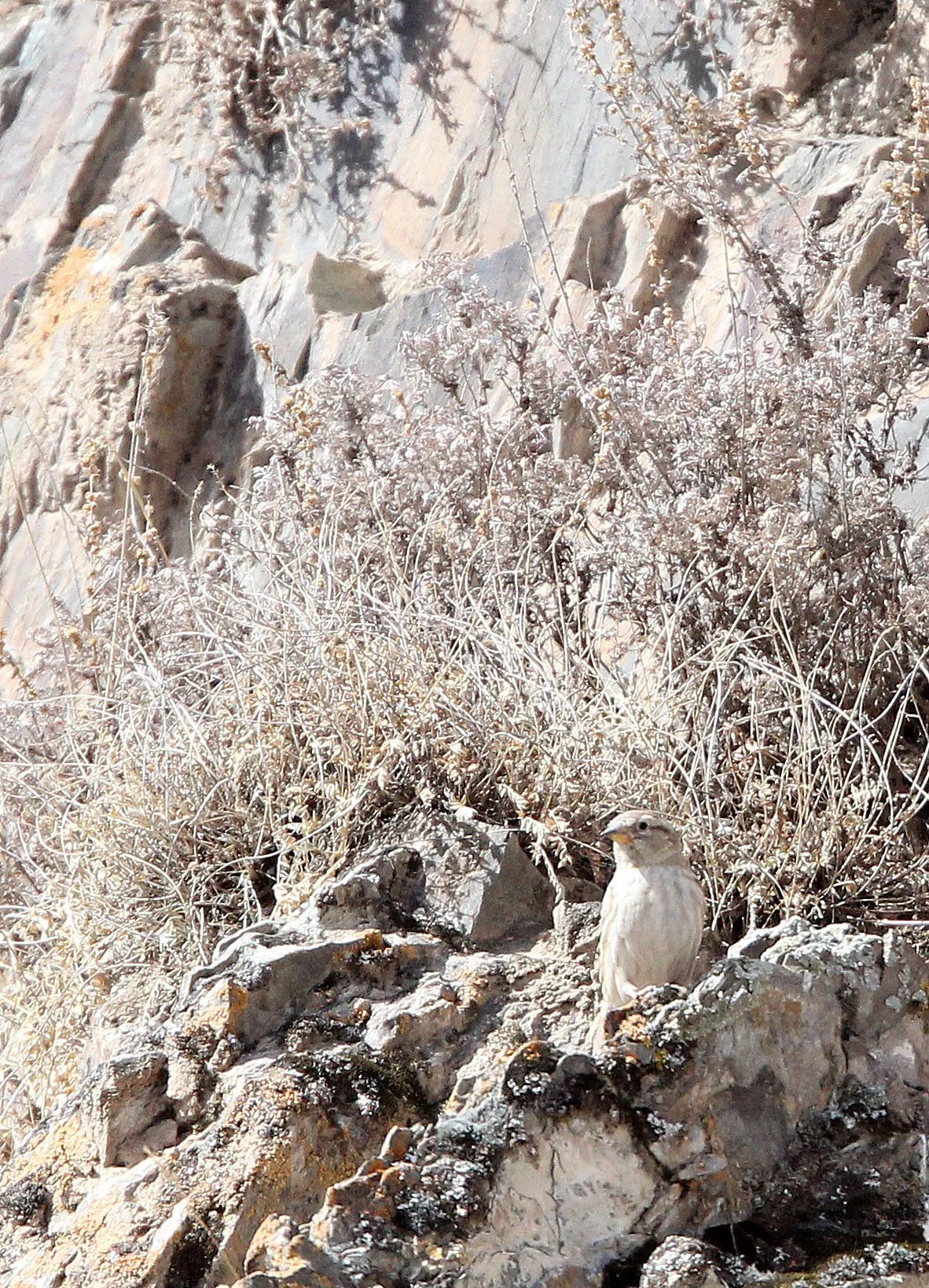 Plain Mountain Finch (Leucosticte nemoricola) Qinghai Lake, China (1).JPG