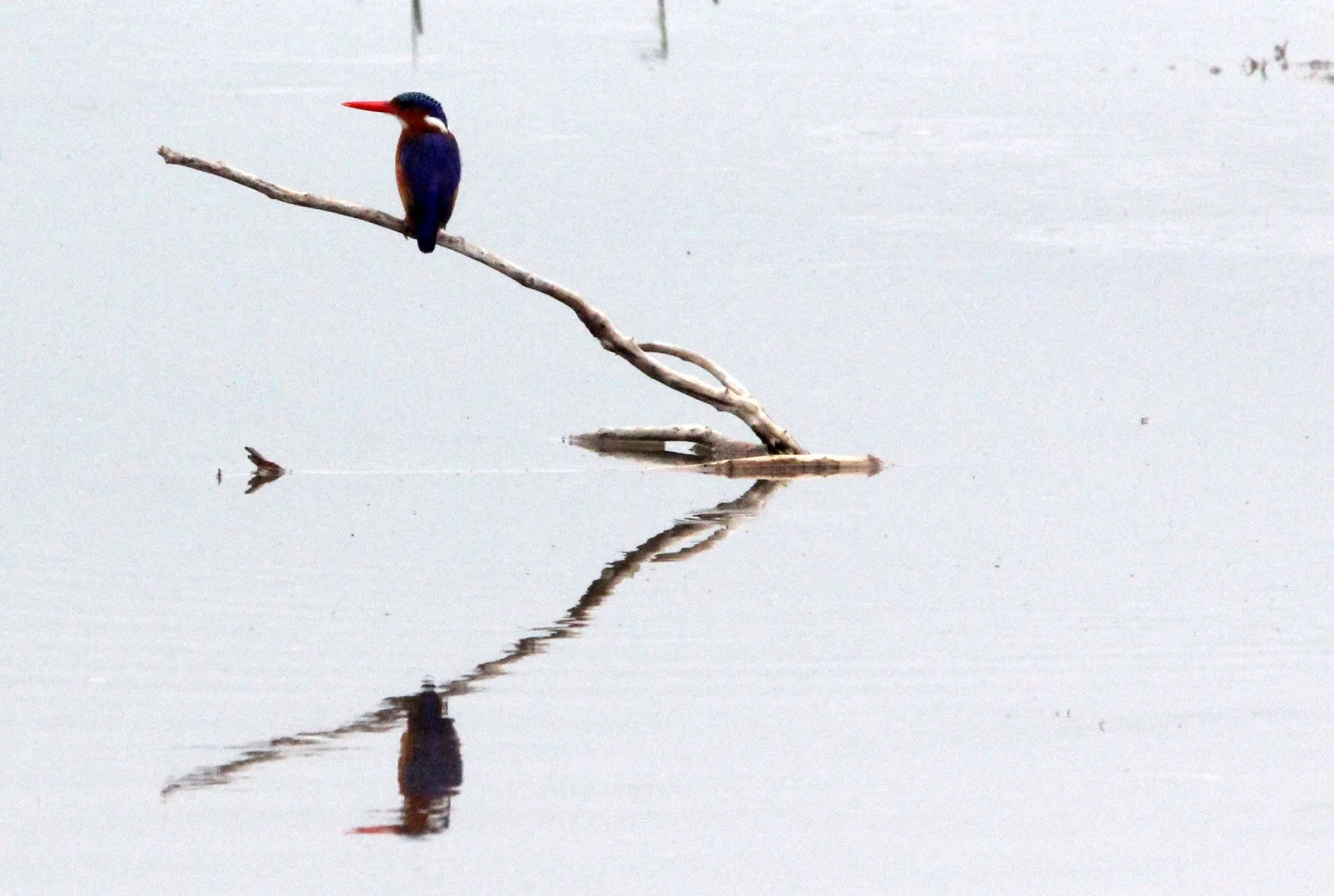 Corythornis cristatus - MALACHITE KINGFISHER - LANGANO LAKE ETHIOPIA (5).JPG