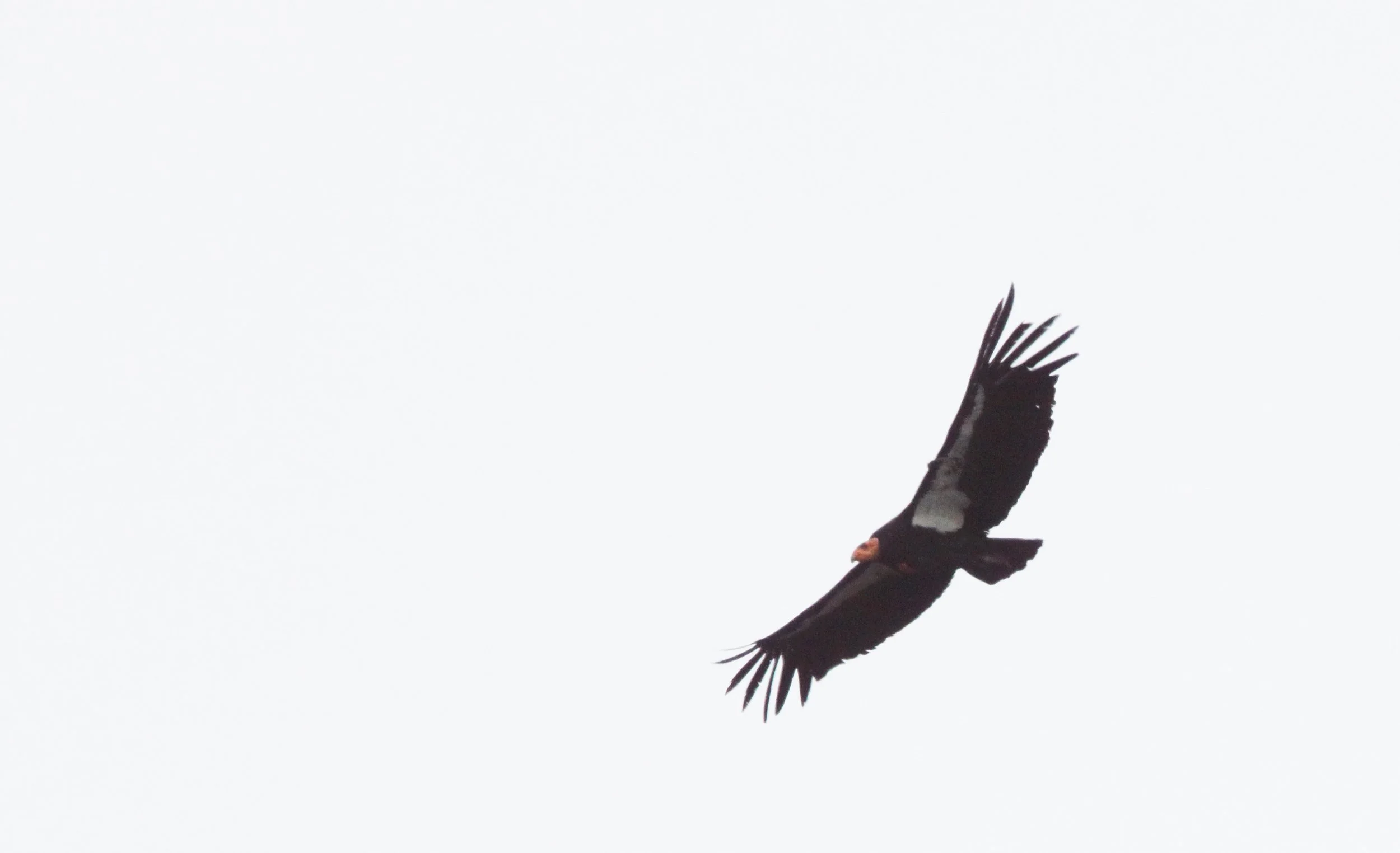 Gymnogyps californianus - CALIFORNIA CONDOR - PINNACLES NATIONAL MONUMENT CALIFORNIA (74).JPG