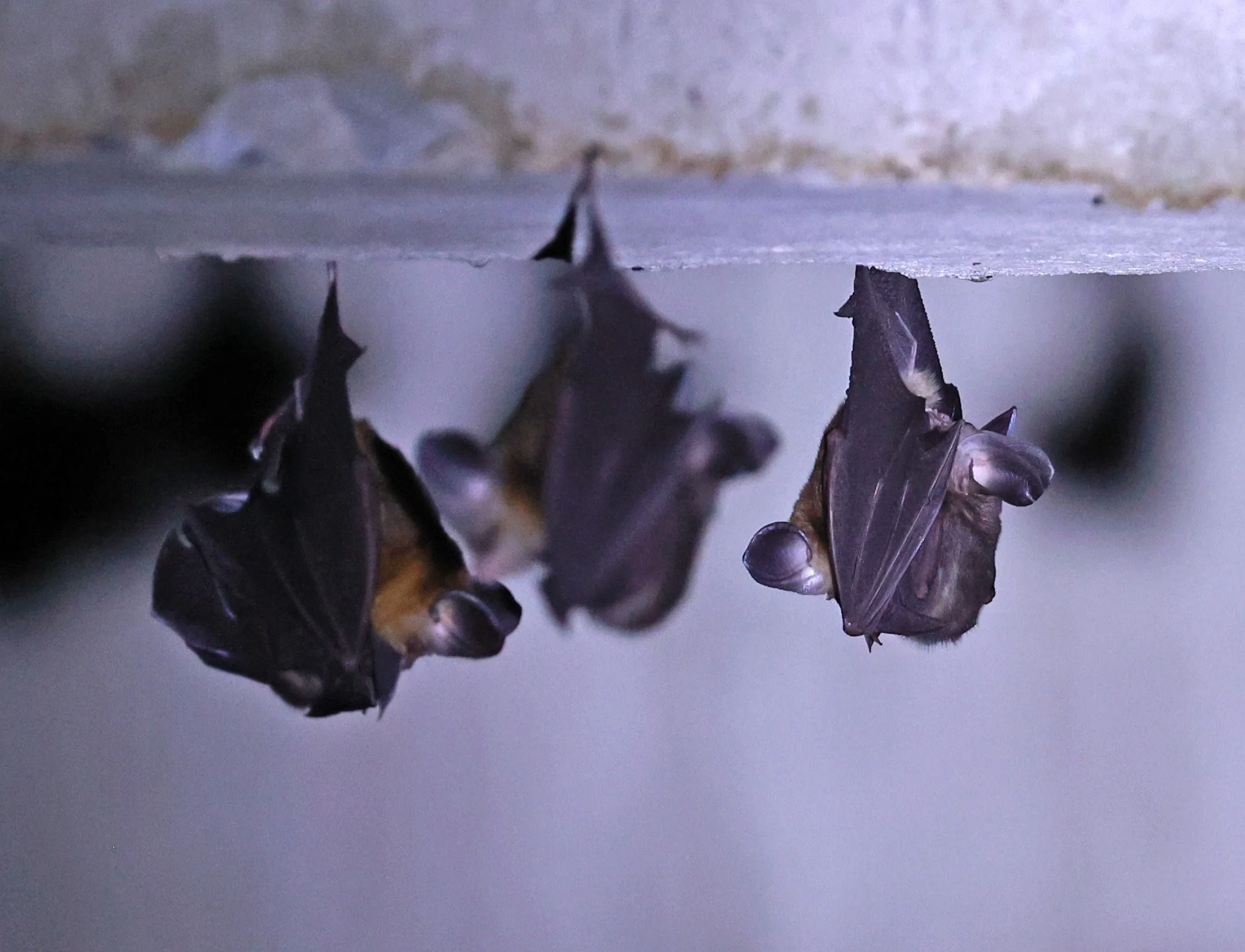 Hipposideros gentilis 