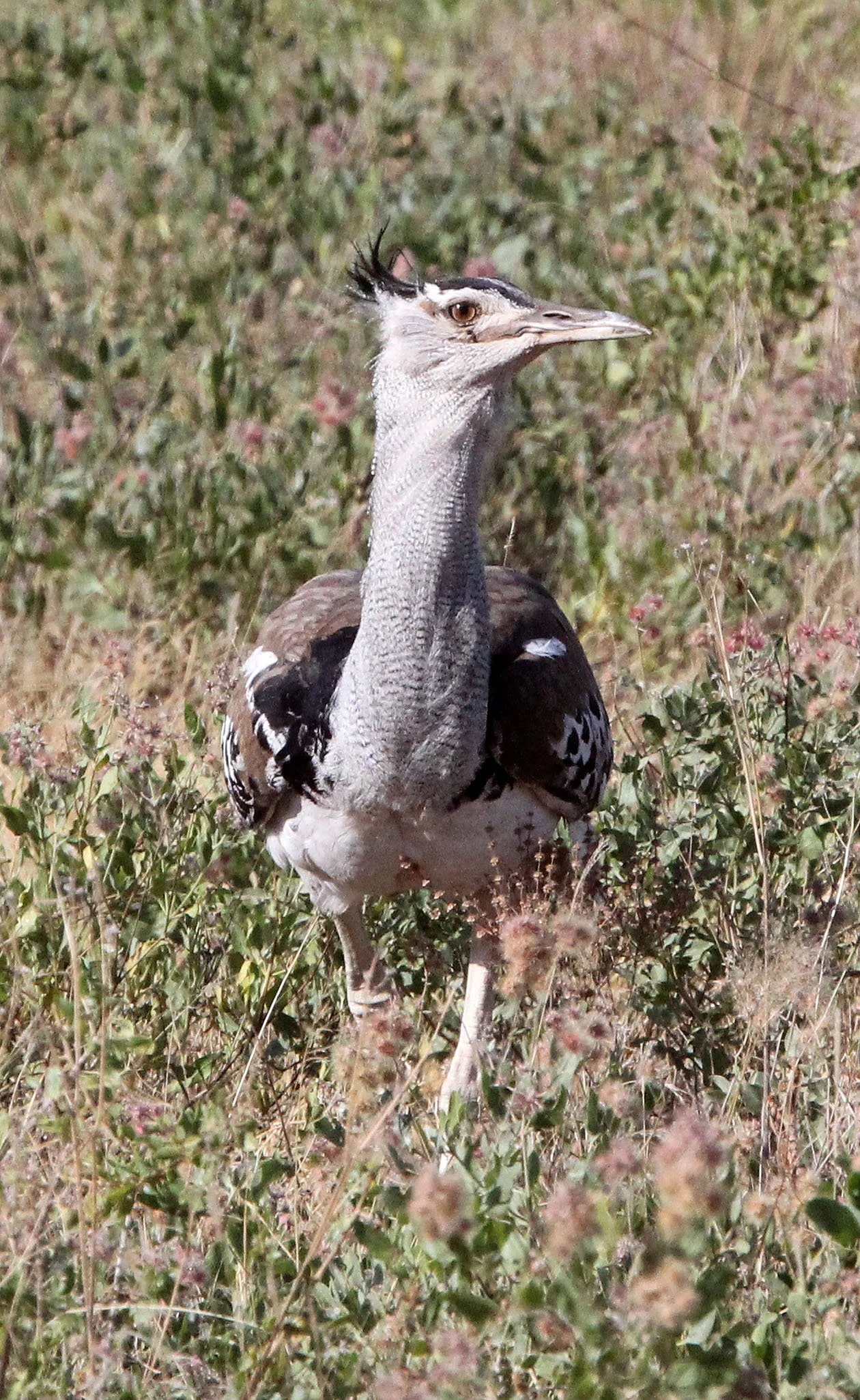 Kori bustard (Ardeotis kori) Samburu NP, Kenya (3).JPG