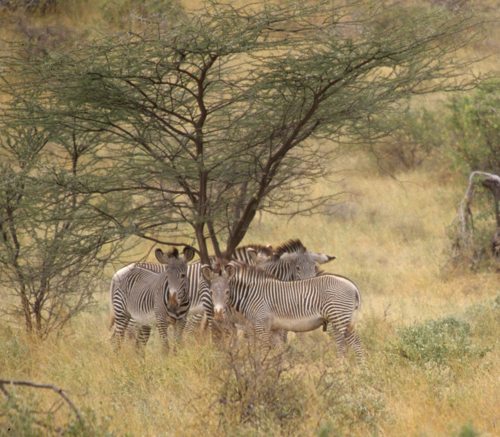 EQUIN - ZEBRA-GREVYS-SHABA (11).jpg