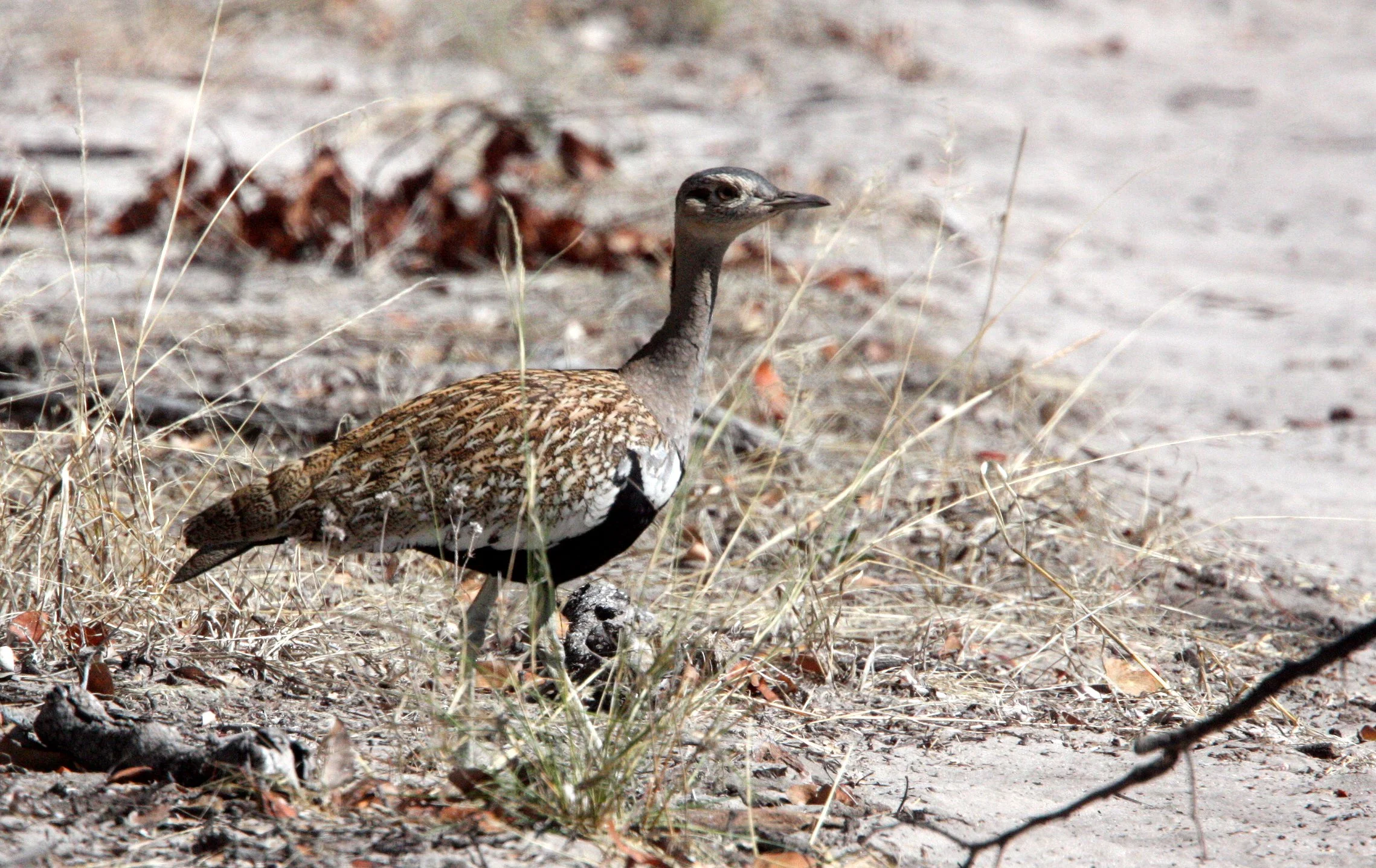 Red-crested Korhaan (Eupodotus ruficrista) Khwai Camp, Okavango Botswana (2).JPG
