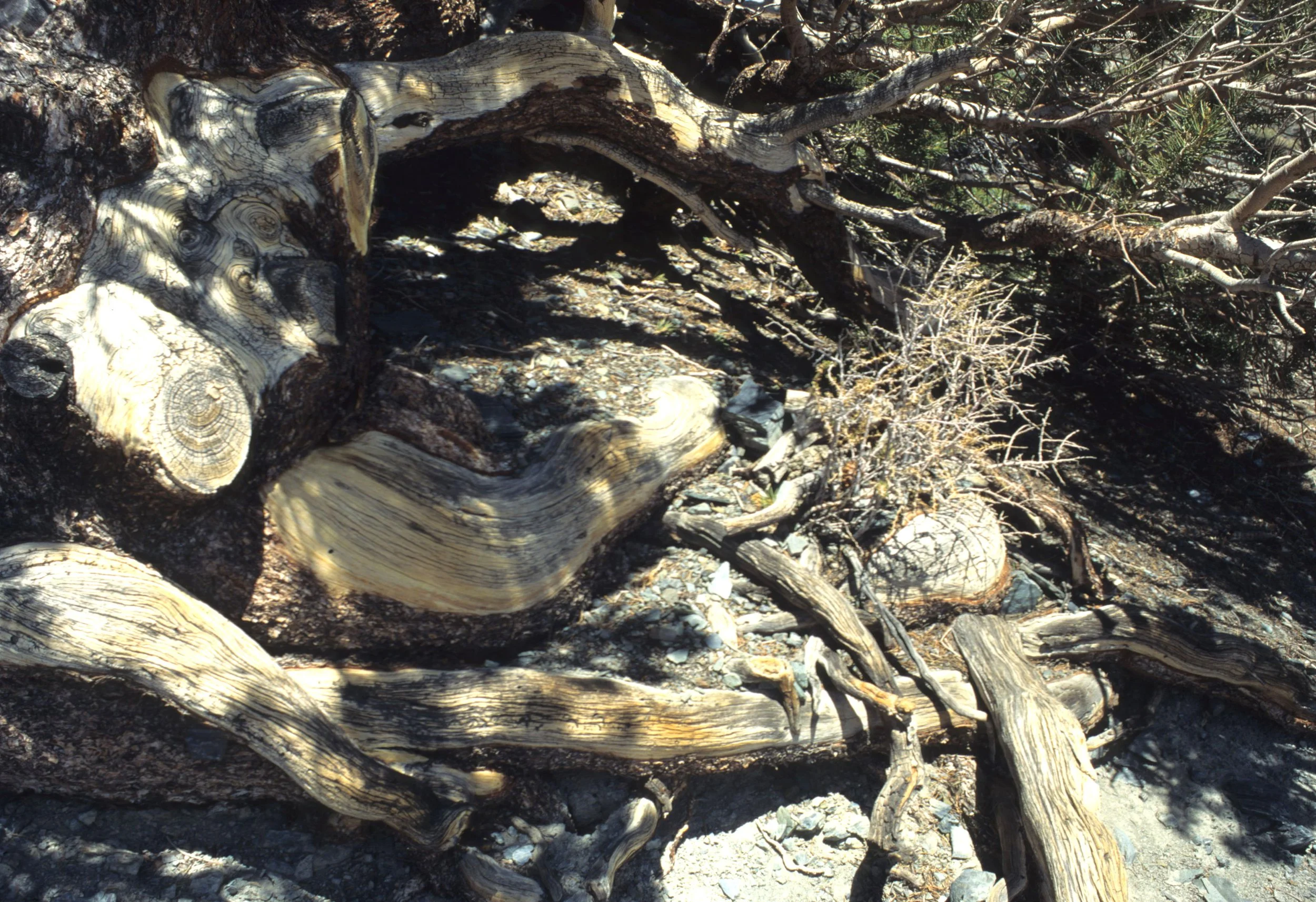DEATH VALLEY - PINUS MONOPHYLLA - SINGLE LEAF PINYON PINE.jpg
