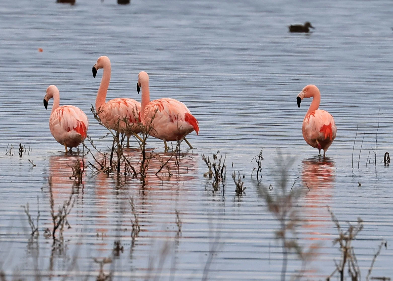 Chilean Flamingo (Phoenicopterus chilensis) Lagunas del Ornitólogo, Trelew Argentina (94).jpg