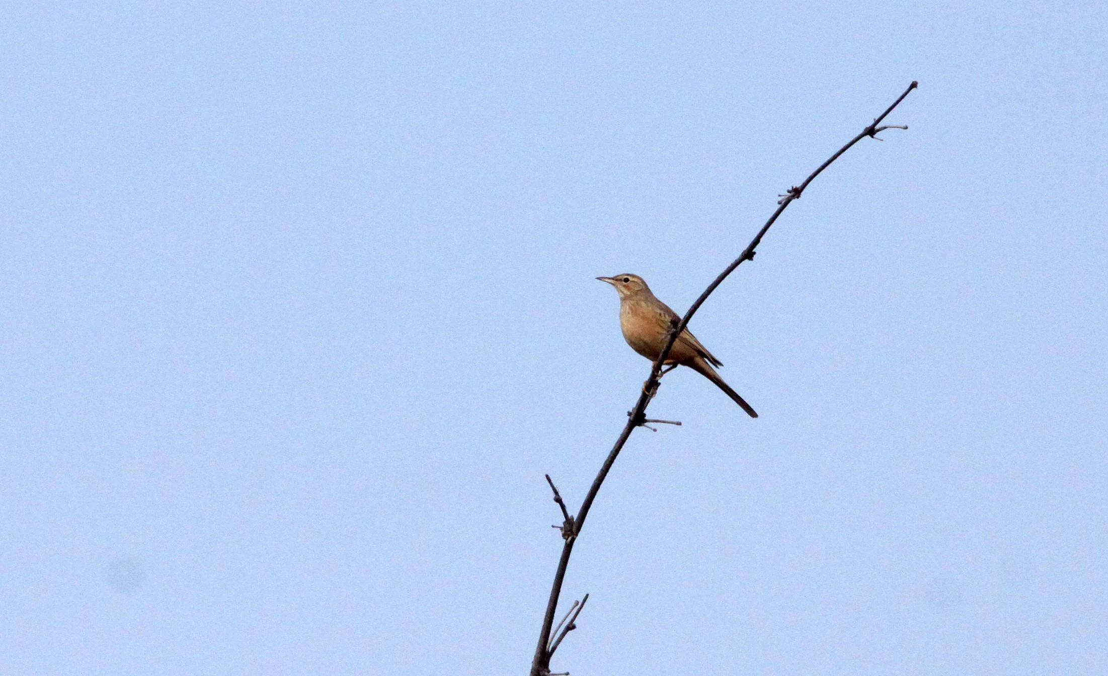 Tawny Pipit (Anthus campestris) BANDHAVGAR NATIONAL PARK INDIA (2).JPG