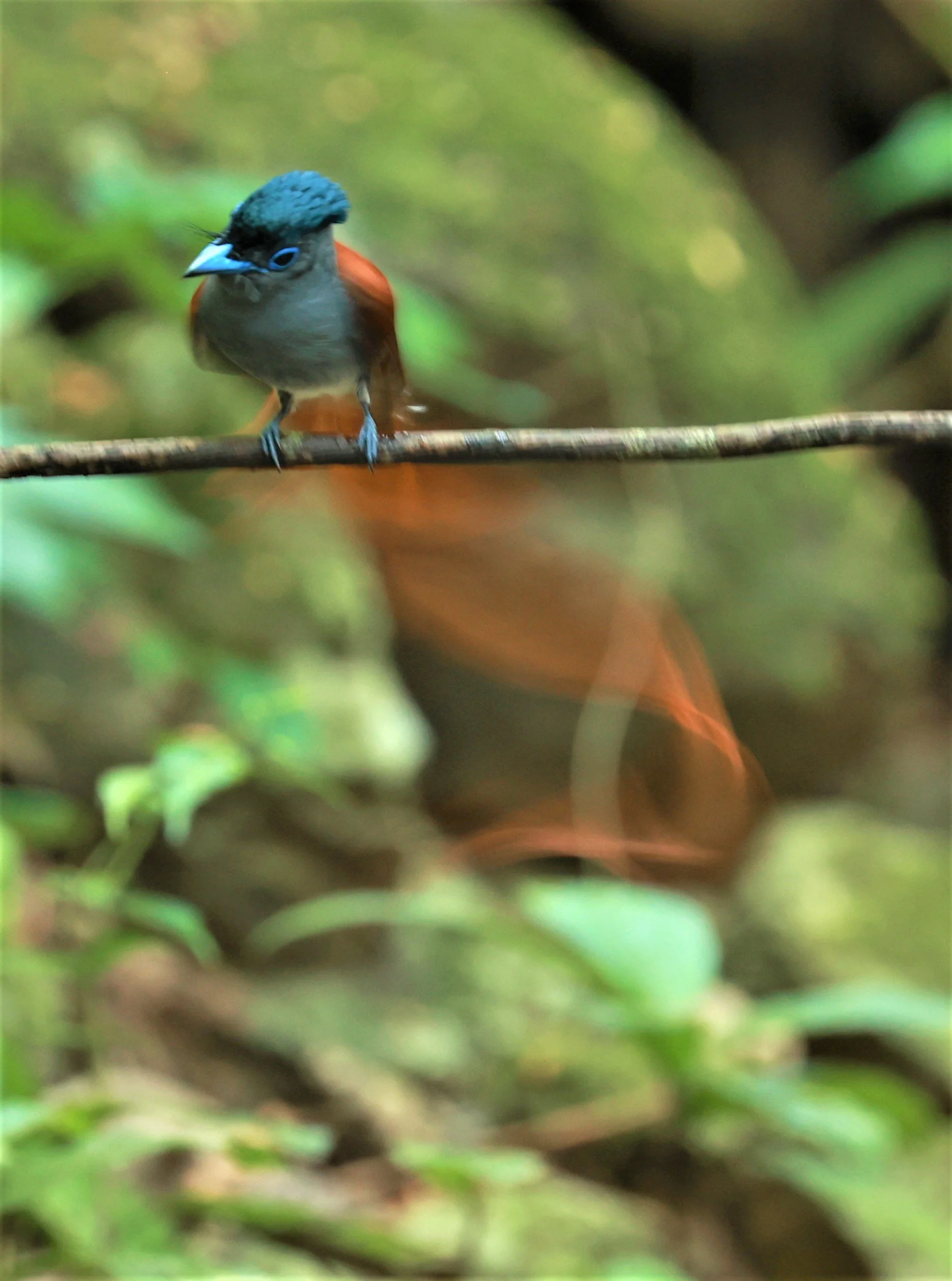 PARADISE-FLYCATCHER - BLYTH'S PARADISE-FLYCATCHER - Terpsiphone affinis - KRUNG CHING, KHAO LUANG NATIONAL PARK, THAILAND APRIL 2023 (100).jpg