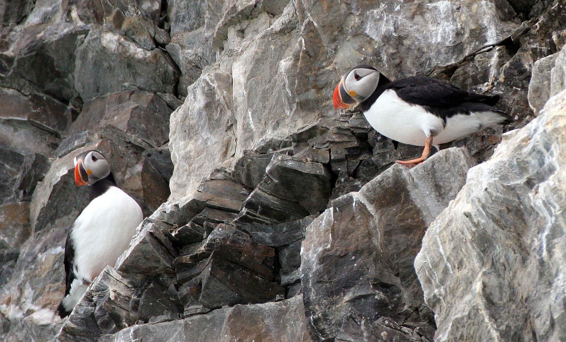 Fratercula arctica - ATLANTIC PUFFIN - SVALBARD (34).jpg