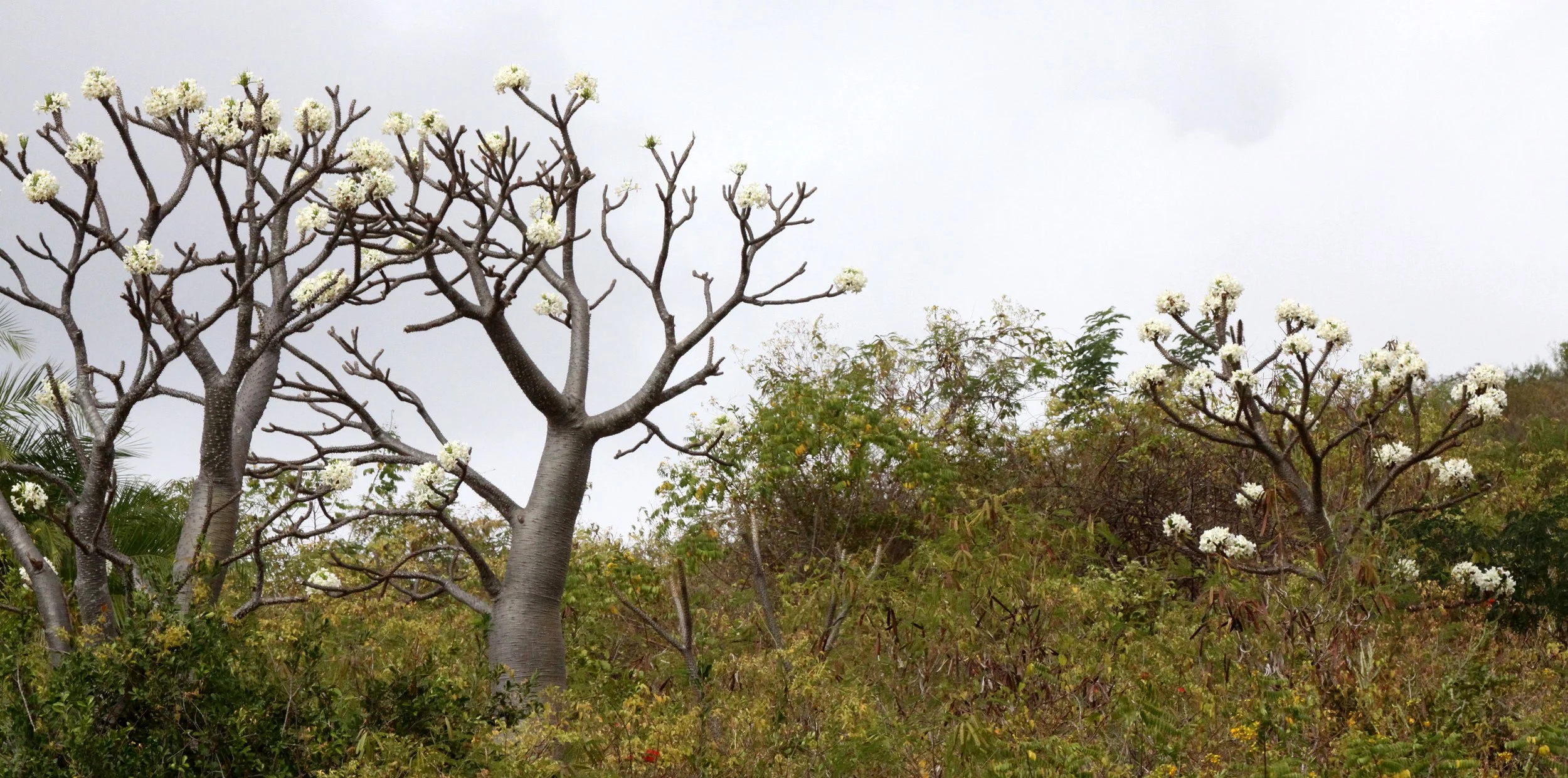 PLANT - PACHYPODIUM DECARYI - ANKARANA NATIONAL PARK MADAGASCAR (2).JPG