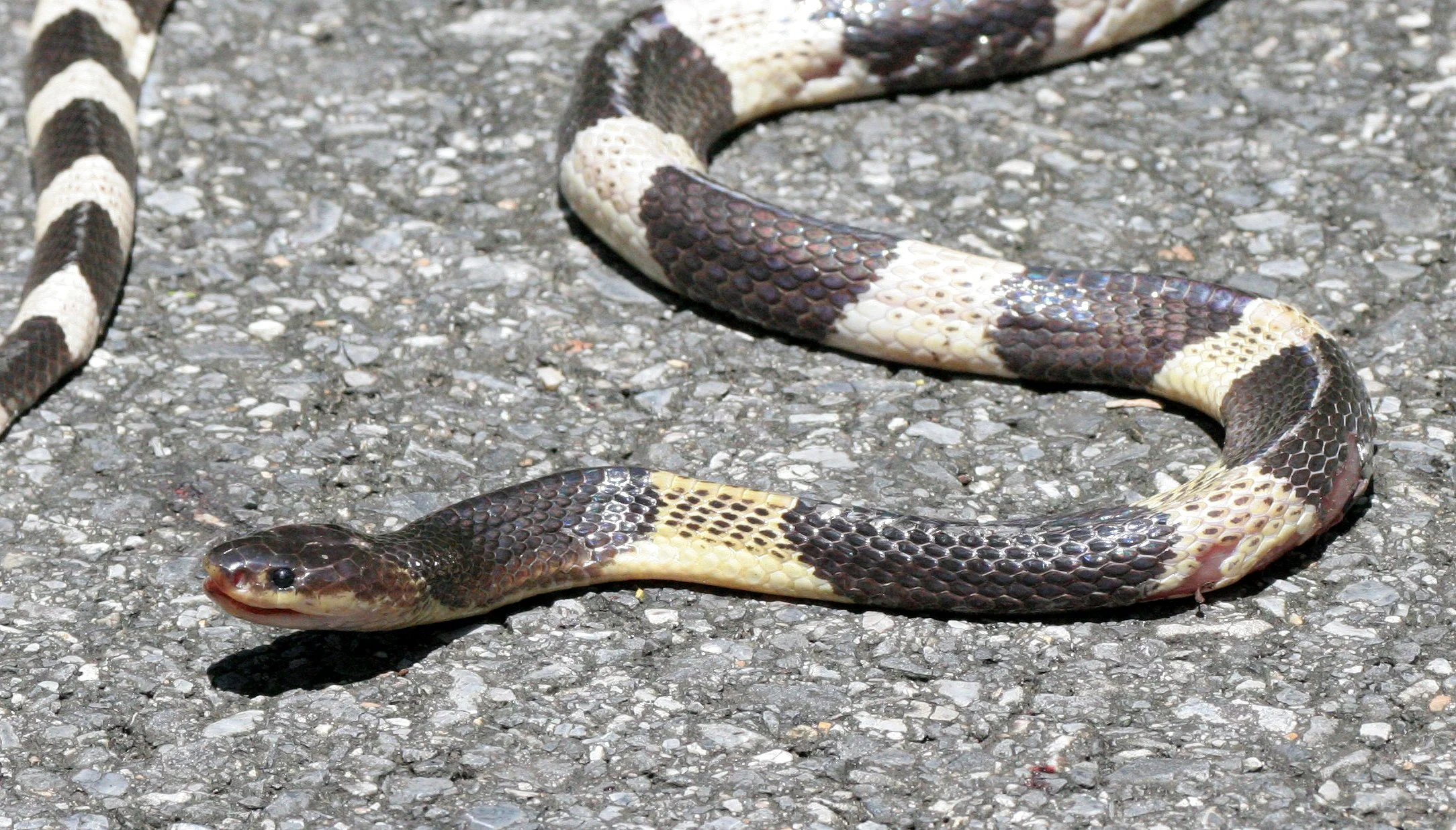 Bungarus candidus -  MALAYAN OR BLUE KRAIT - KHAO YAI NATIONAL PARK THAILAND (6).JPG