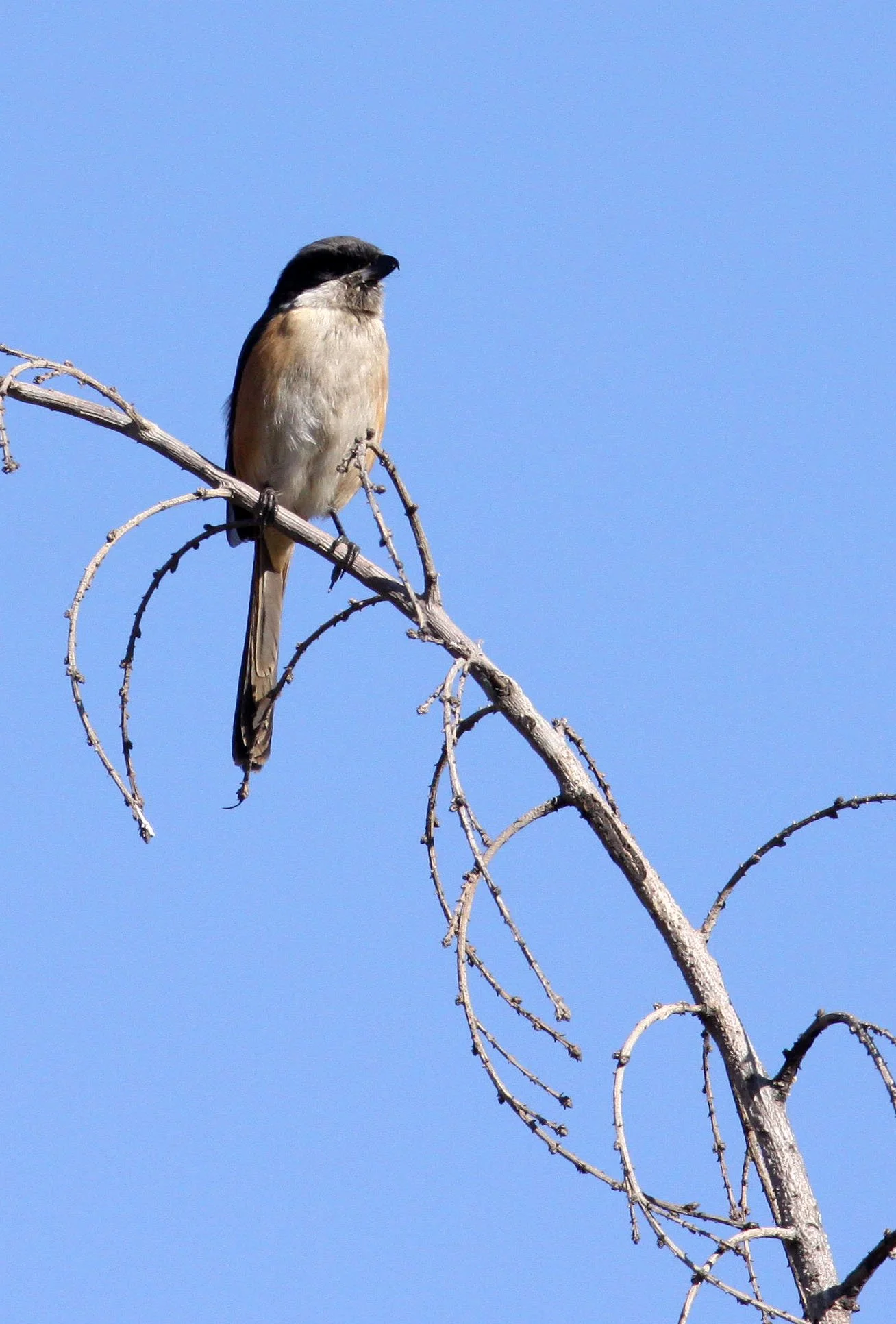 Long-tailed Shrike (Lanius schach) Cao Hai Wetlands Yunnan China (2).JPG