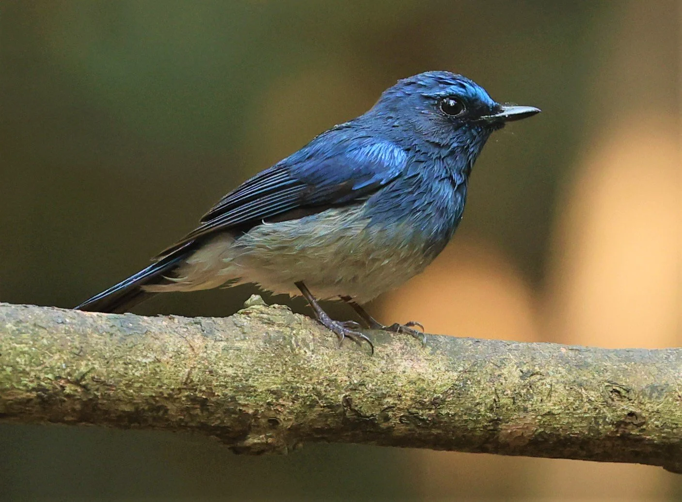 FLYCATCHER - HAINAN BLUE FLYCATCHER - Cyornis hainanus - LUNG SIN HIDE NEAR KAENG KRACHAN FEB 2022 (24).jpg