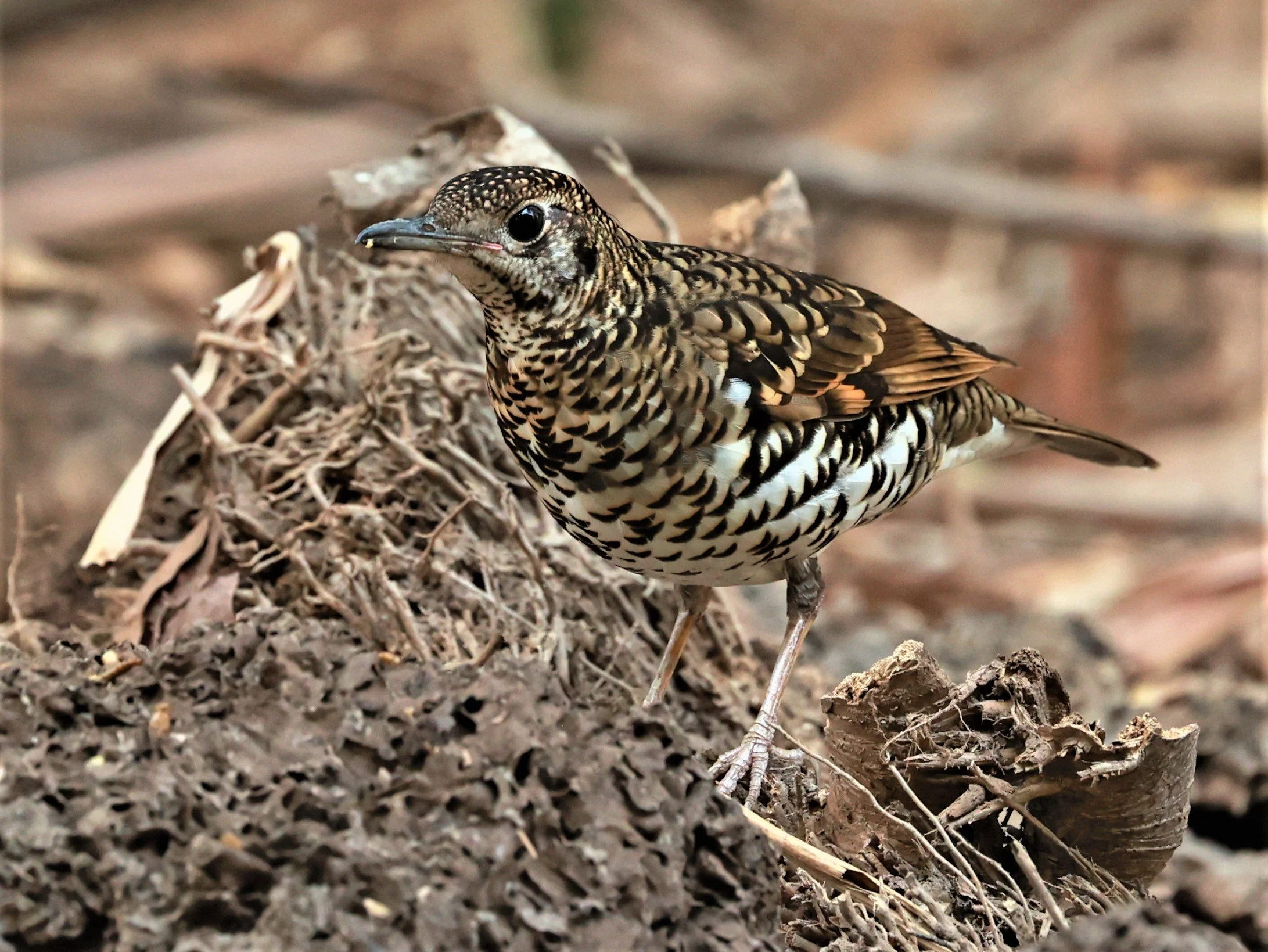 White's Thrush (Zoothera aurea) Putthamonthon Park Nakhon Pathom Thailand (177).jpg