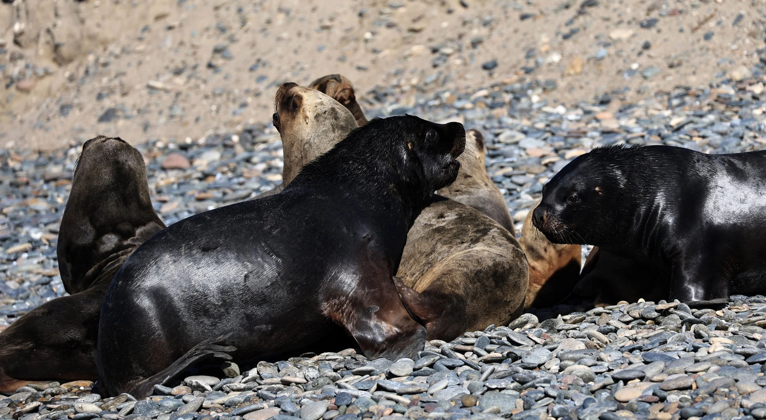 South American Sea Lion (Otaria flavescens) Puerto Rawson Argentina (28).jpg