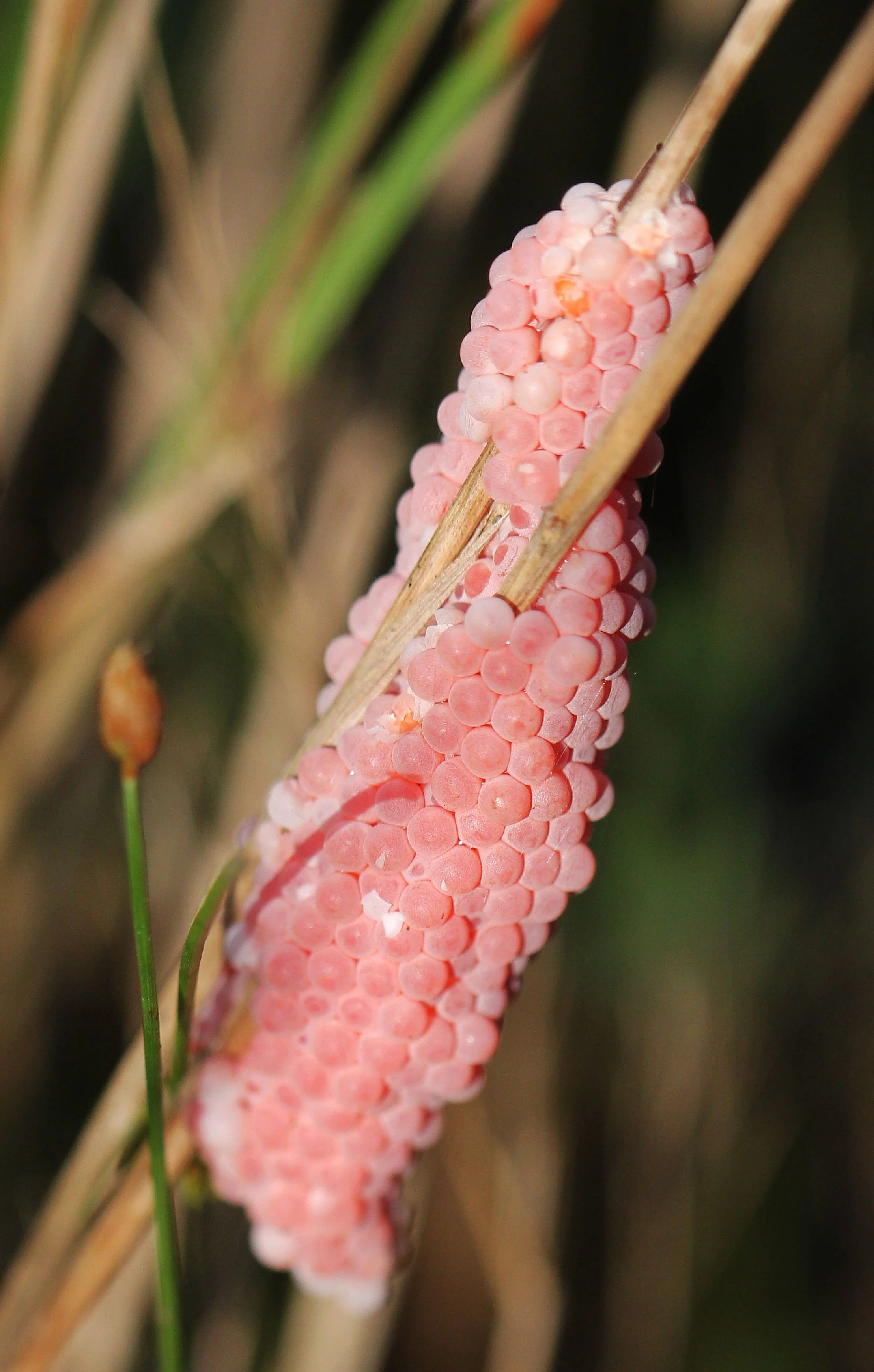 2015 Koh Lanta October Break Trip  (63).jpg