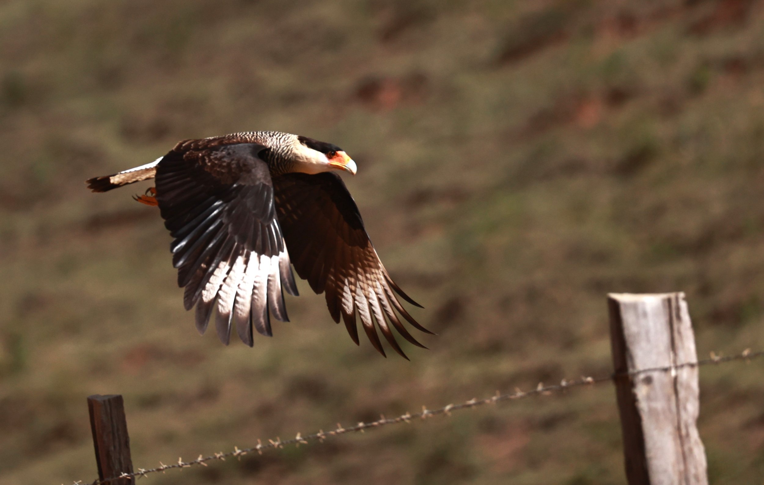 Caracara - Crested Caracara - Caracara plancus - Feliciano Miguel Abdala Reserve, Espirito Santo Brazil (16).JPG