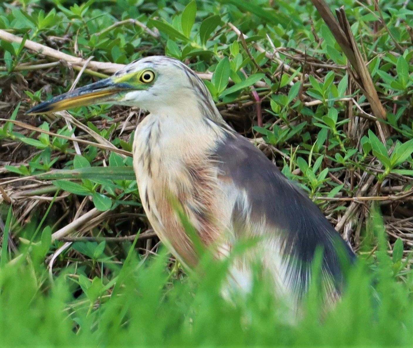 HERON - JAVAN POND HERON - Ardeola speciosa - PATHUM THANI RICE RESEARCH CENTER AUG 11 2021 (5).jpg