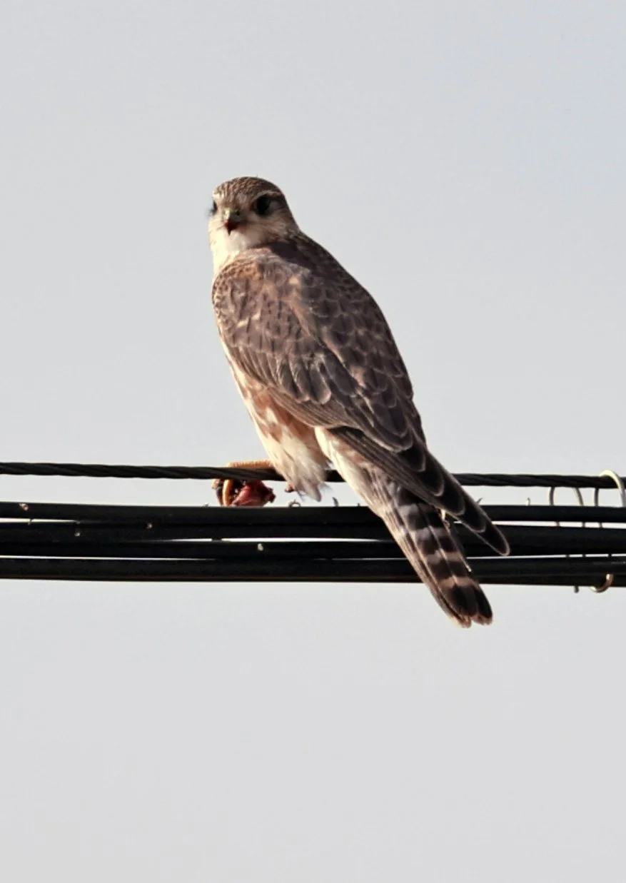 Merlin (Falco columbarius) Ruoergai County, Tibetan Plateau, Sichuan ...