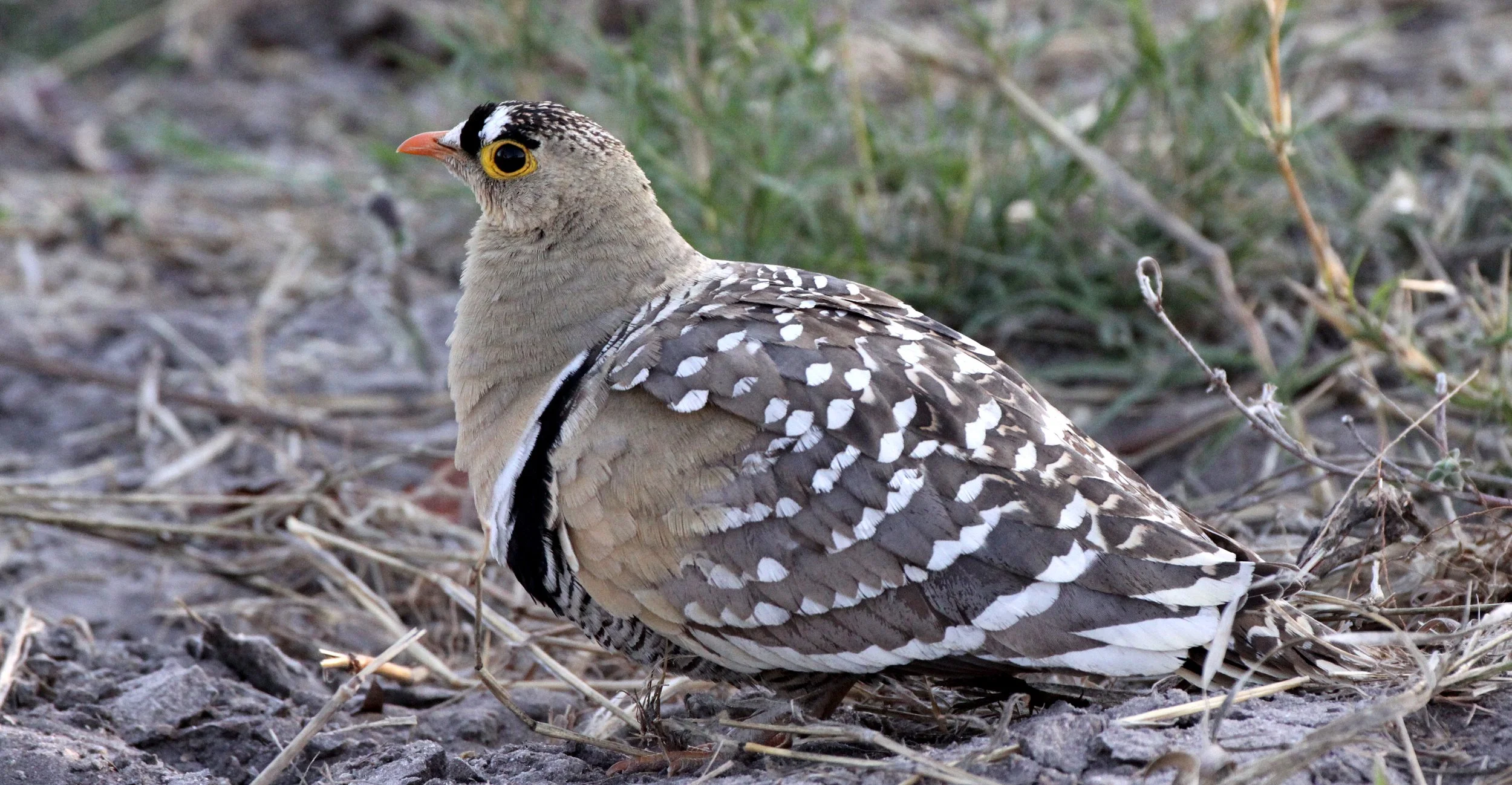 Double-banded Sandgrouse (Pterocles bicinctus) Khwai Camp Okavango Botswana (5).JPG