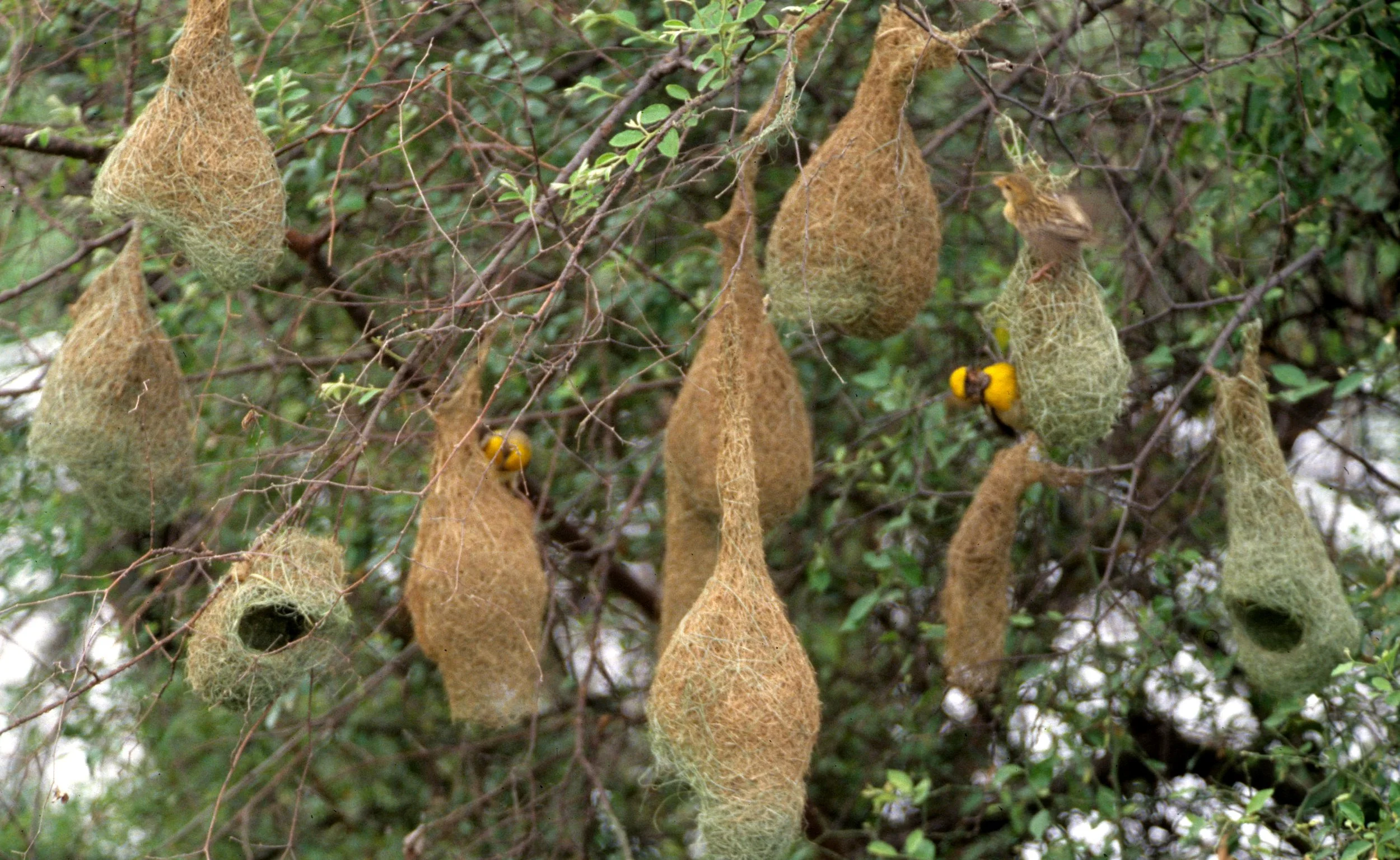 BIRD - WEAVER - BAYA WEAVERS - KALEODEO INDIA (3.jpg