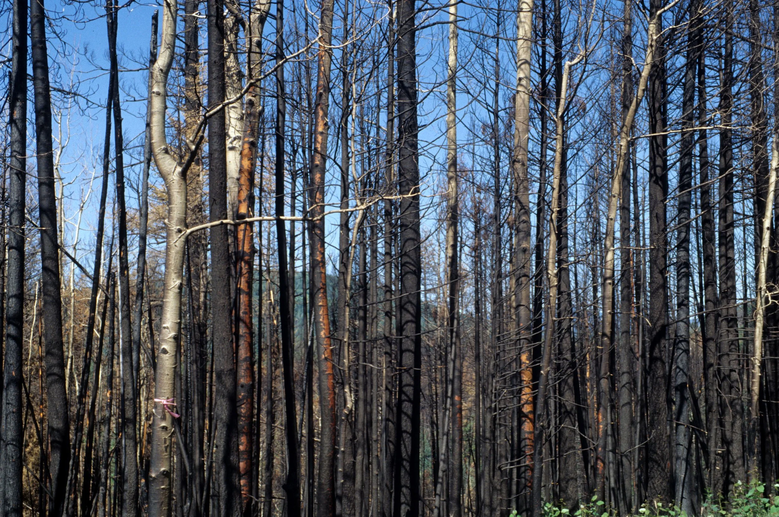 ANASAZILAND - BANDELIER NM - NEW MEXICO.jpg
