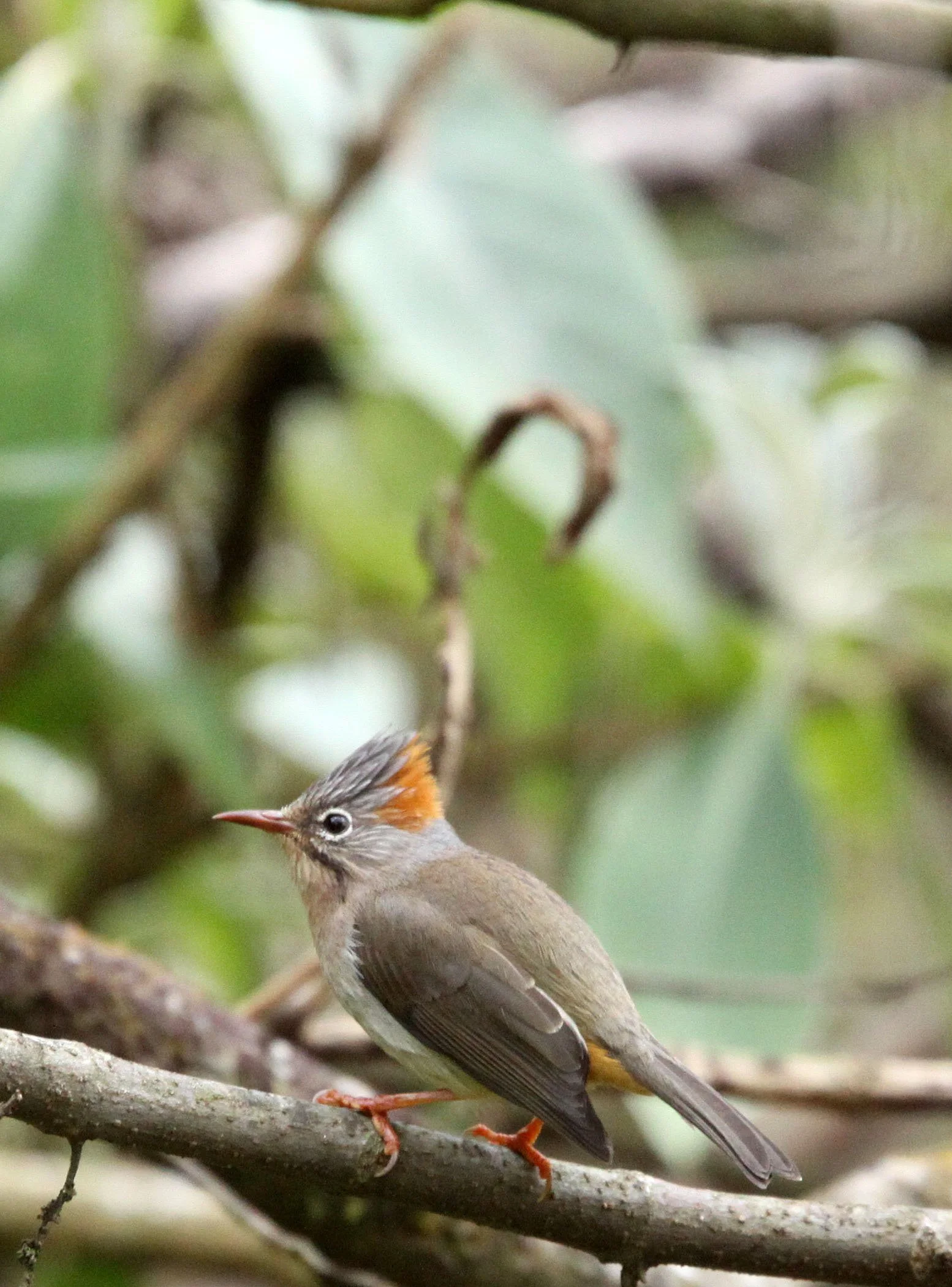 Rufous-vented Yuhina (Yuhina occipitalis) Wuliangshan Reserve, Yunnan China (15).JPG