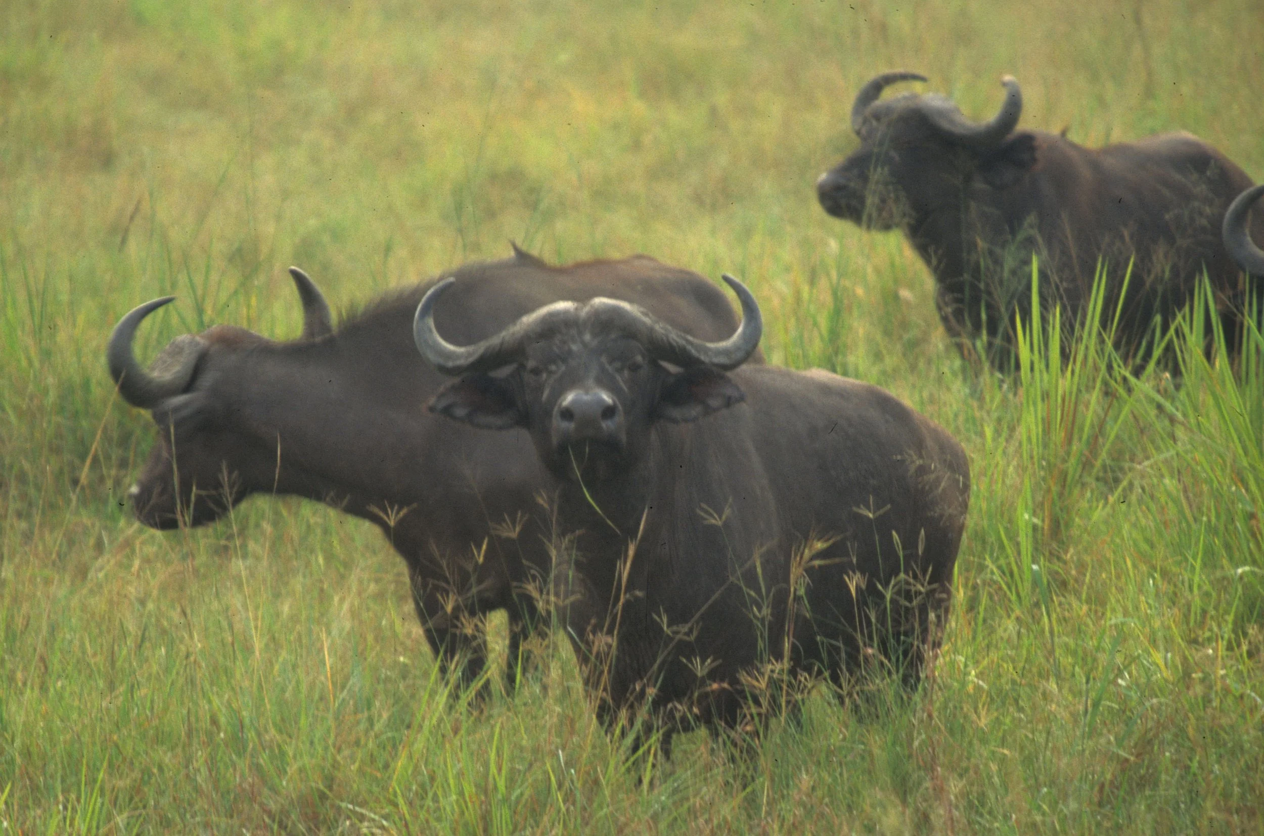 BOVID - CAPE BUFFALO-UGANDA (13).jpg
