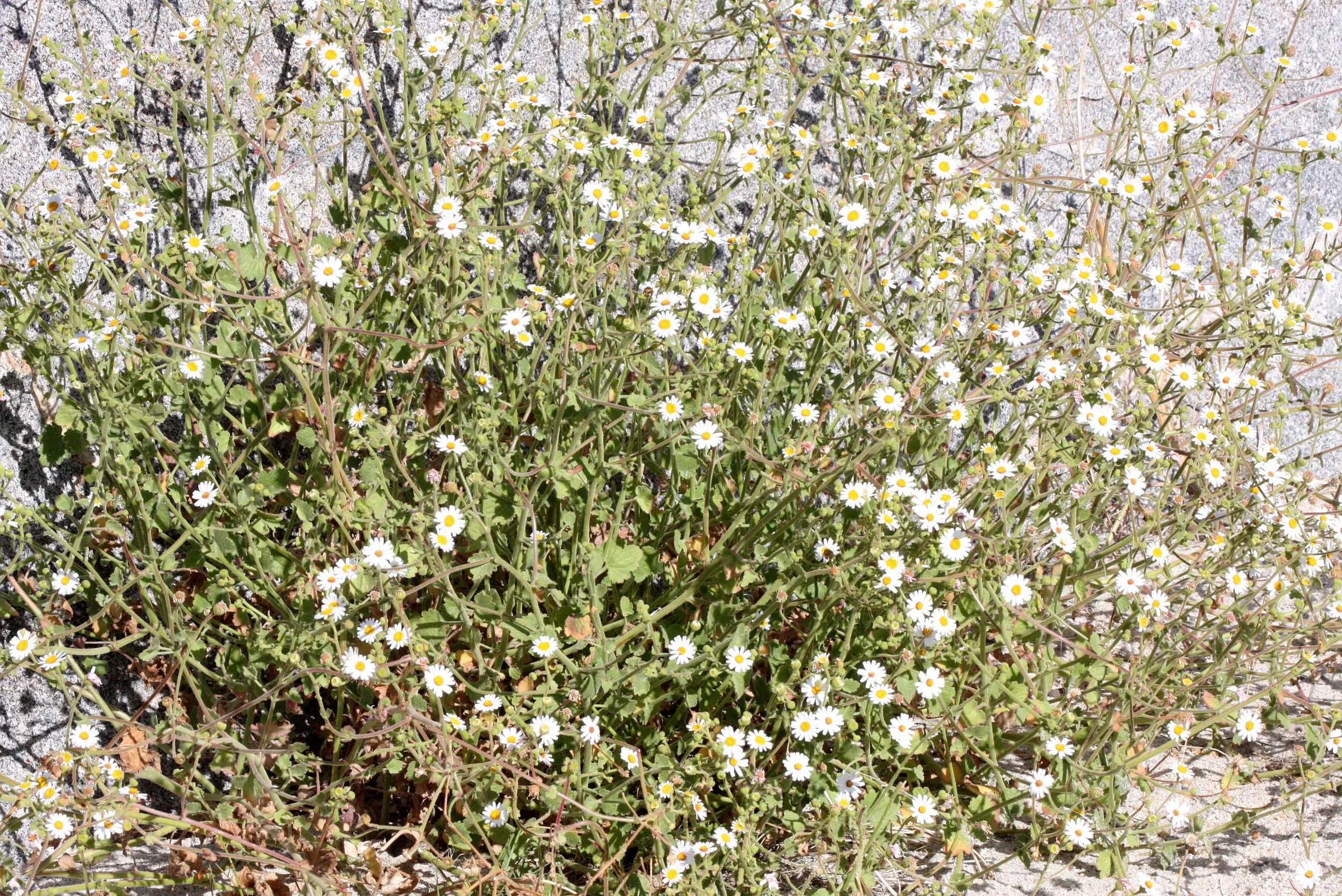 ASTERACEAE - UNIDENTIFIED COMPOSIT - CATAVINA DESERT BAJA MEXICO.JPG