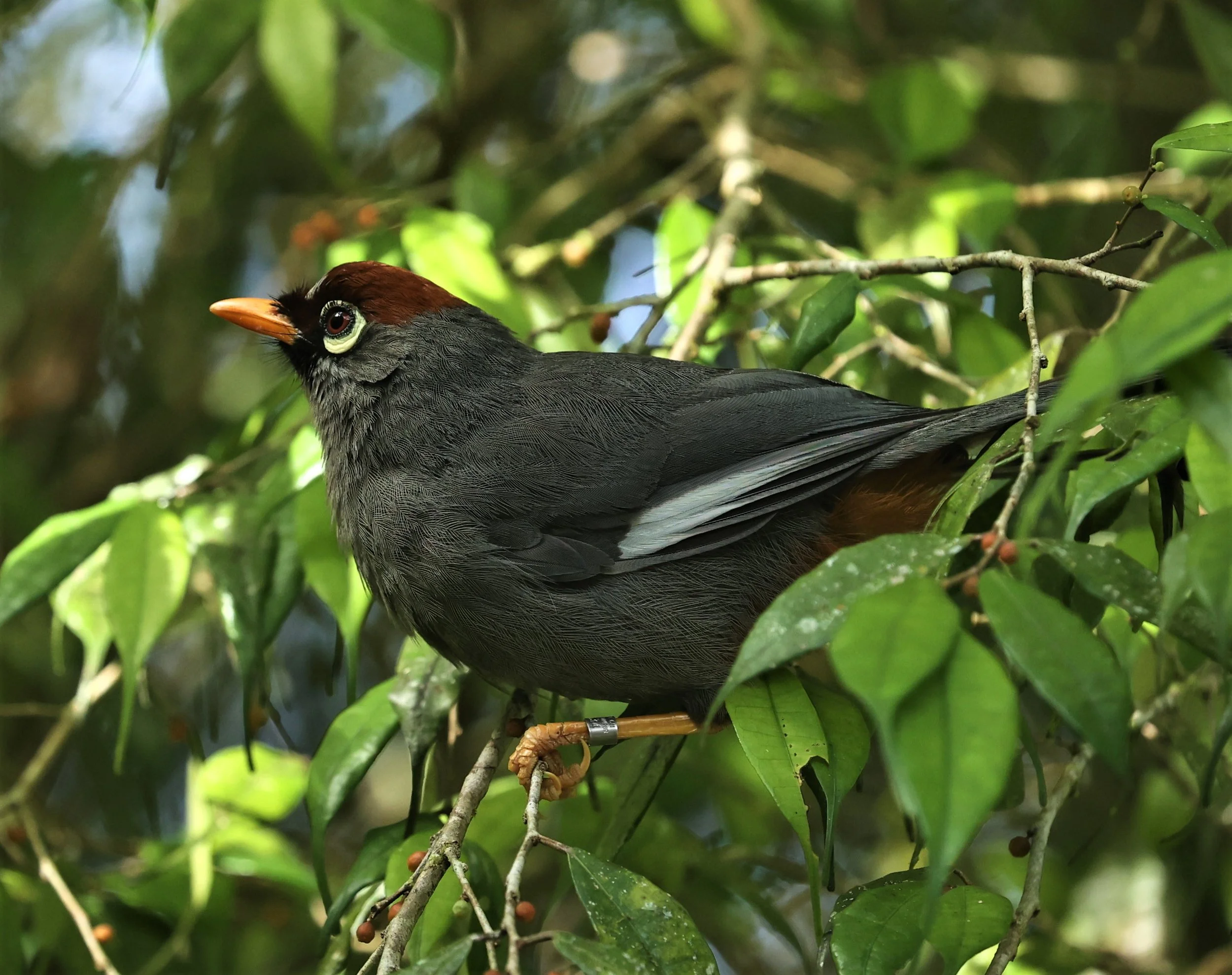 Pterorhinus mitratus - CHESTNUT-CAPPED LAUGHINGTHRUSH - FRASER'S HILL, MALAYSIA JUNE 2022 (13).jpg