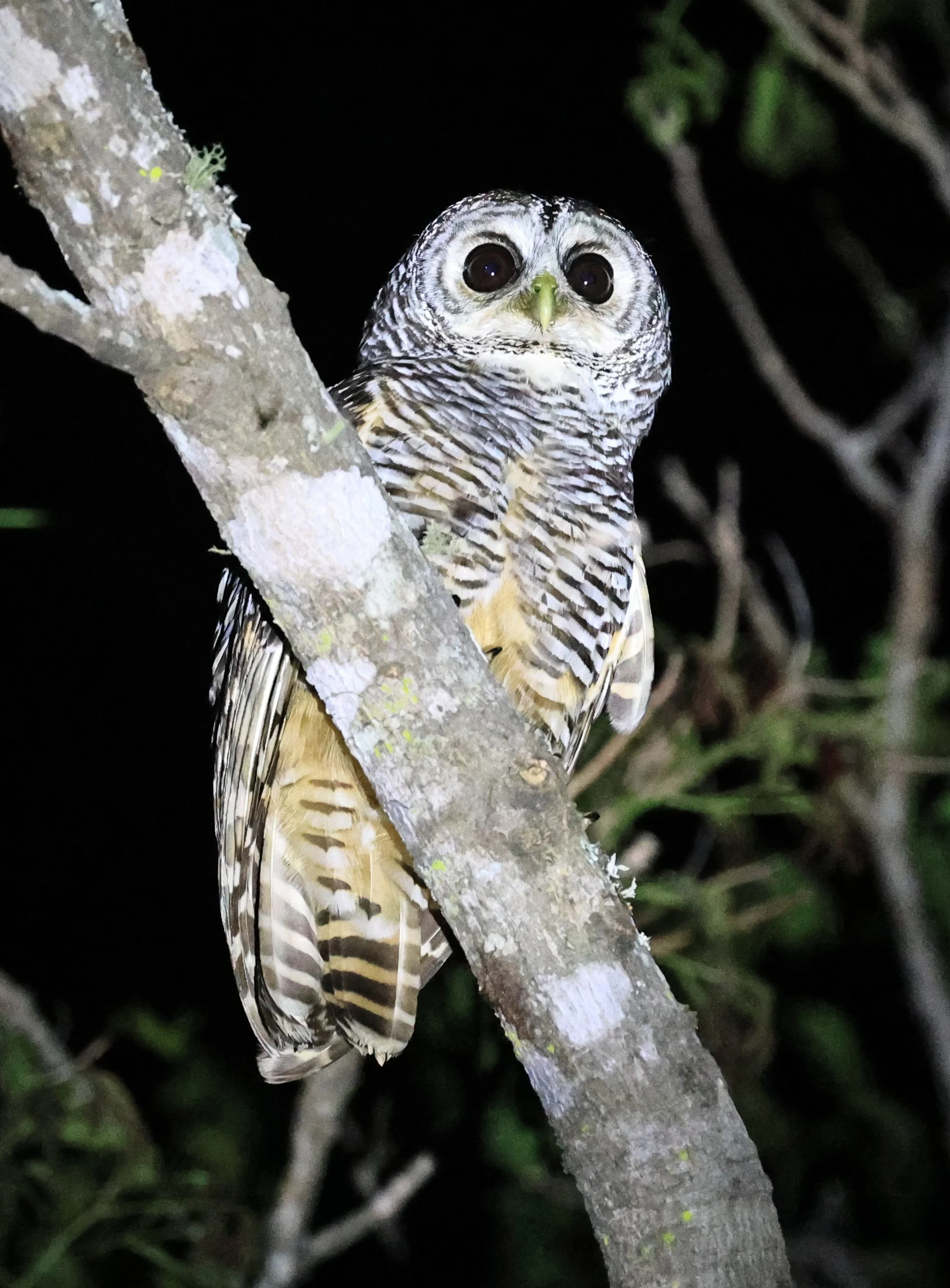 Chaco Owl (Strix chacoensis) Reserva Nueland  Selva Serena (50).jpg