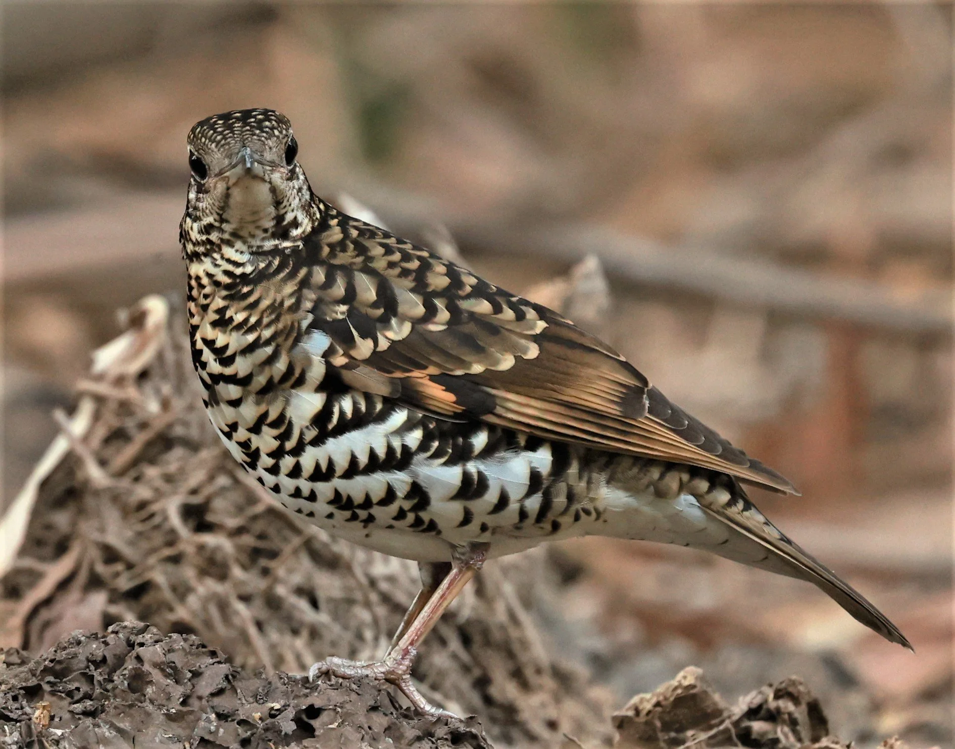 White's Thrush (Zoothera aurea) Putthamonthon Park Nakhon Pathom Thailand (110).jpg