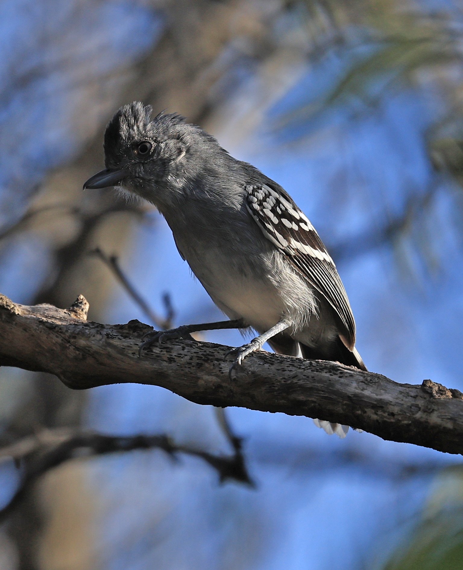Bolivian Slaty-Antshrike (Thamnophilus sticturus) Agua Dulce Paraguay (14).jpg